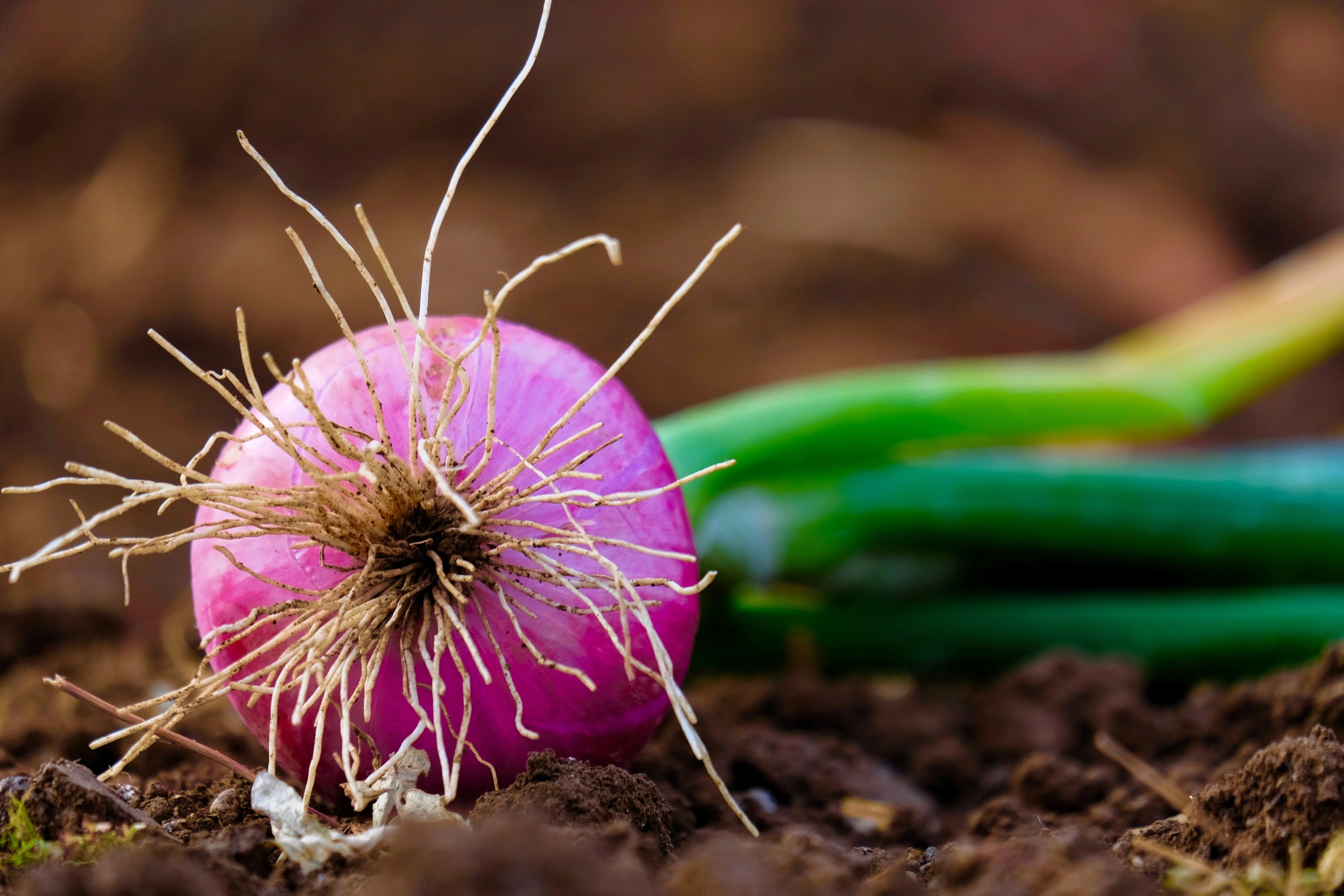 250 RED BURGUNDY ONION Allium Cepa Vegetable Seeds - Image 7