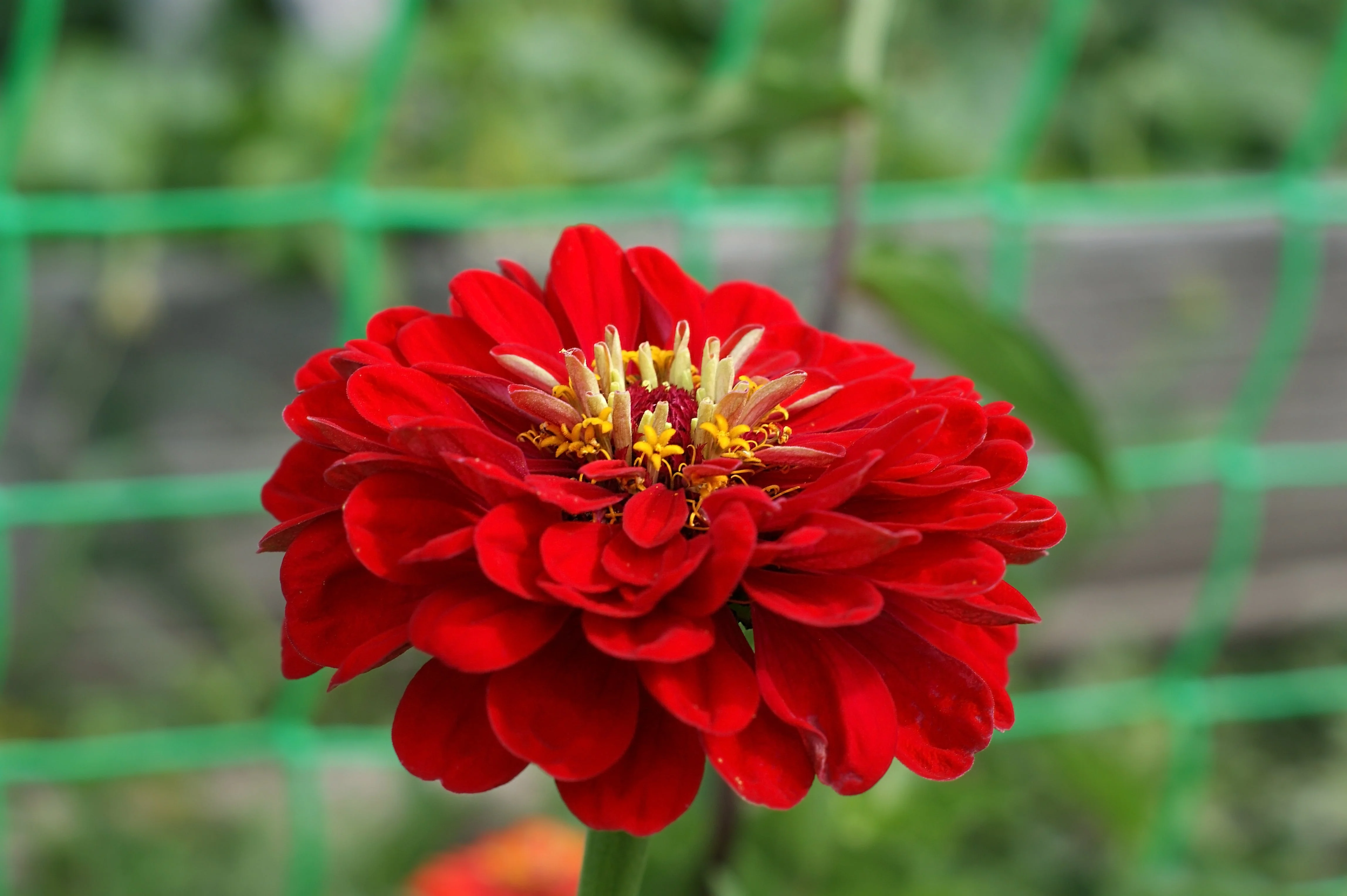 250 Red CHERRY QUEEN ZINNIA Elegans Flower Seeds - Image 4