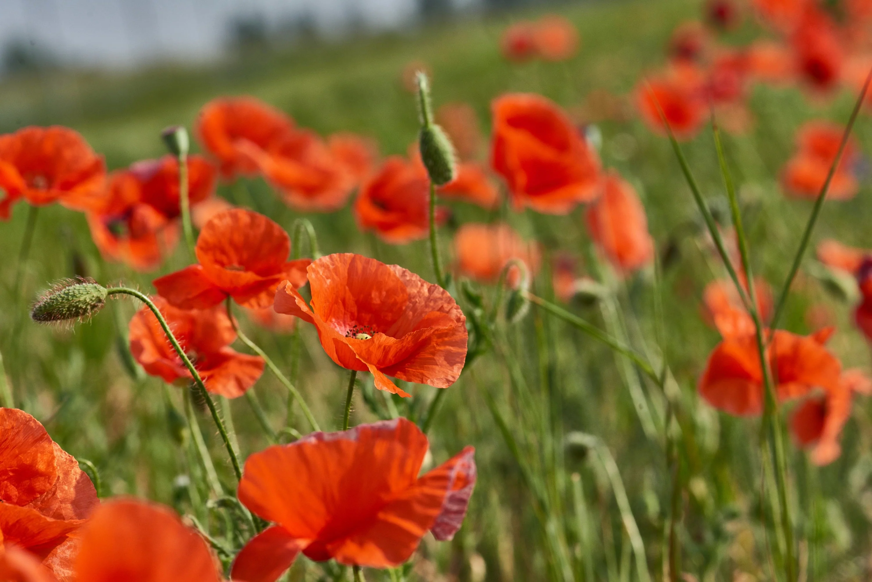 250 Red LONG POD POPPY Papaver Dubium Long Headed Blindeyes Flower Seeds - Image 6