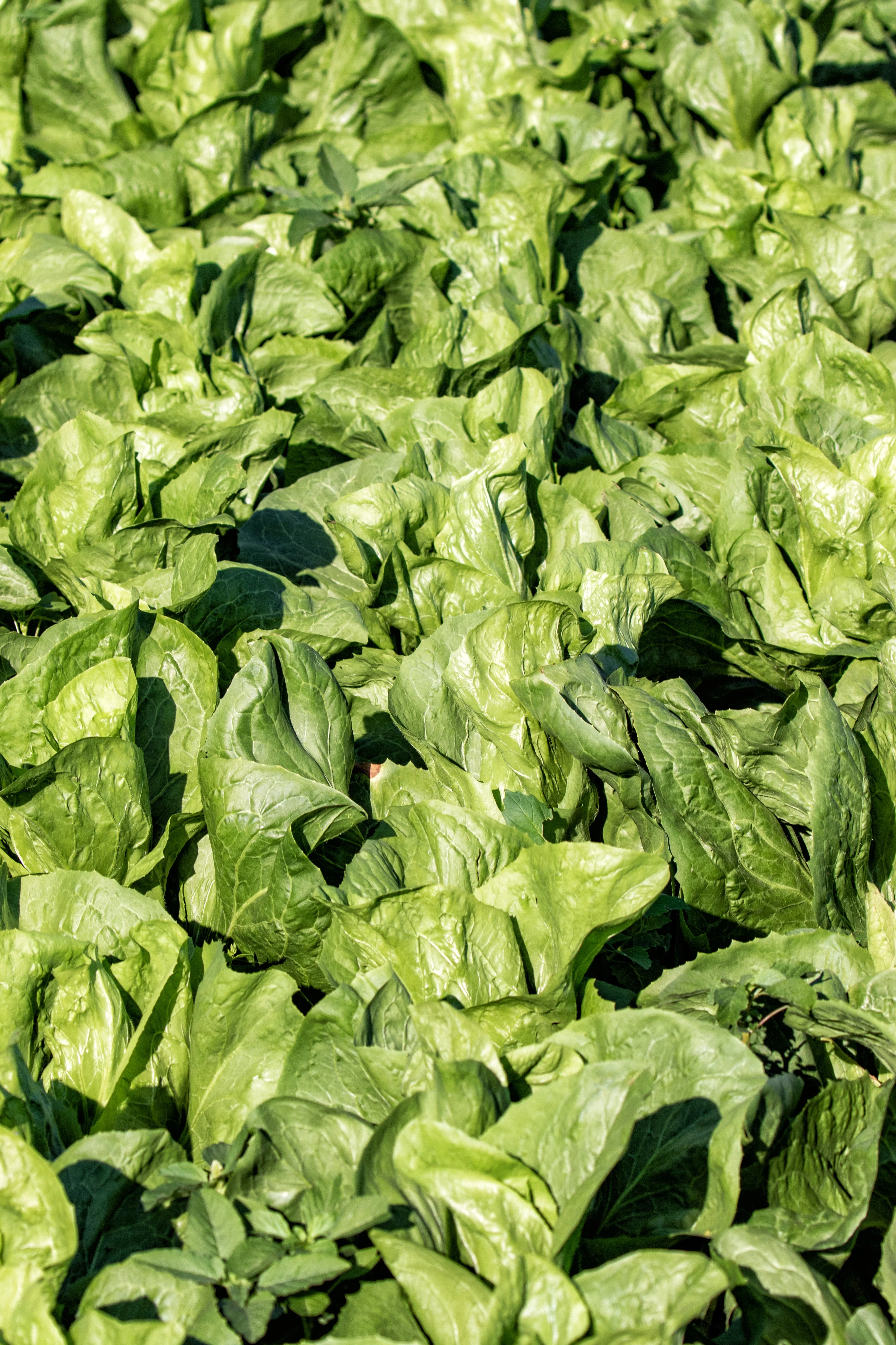 250 SUGAR LOAF ENDIVE Radicchio Escarole Cichorium Intybus Green Vegetable Seeds - Image 6
