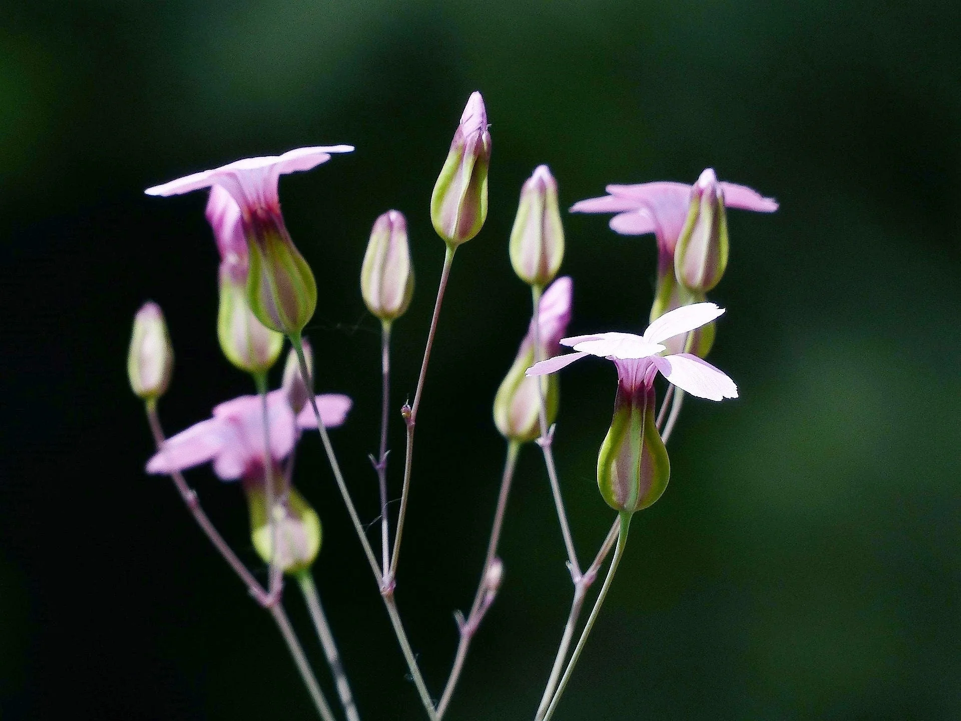 250 TALL SOAPWORT Saponaria Hispanica syn. Saponaria Vaccaria Cowcockle Prairie Carnation Cow Herb Pink Flower Seed - Image 2