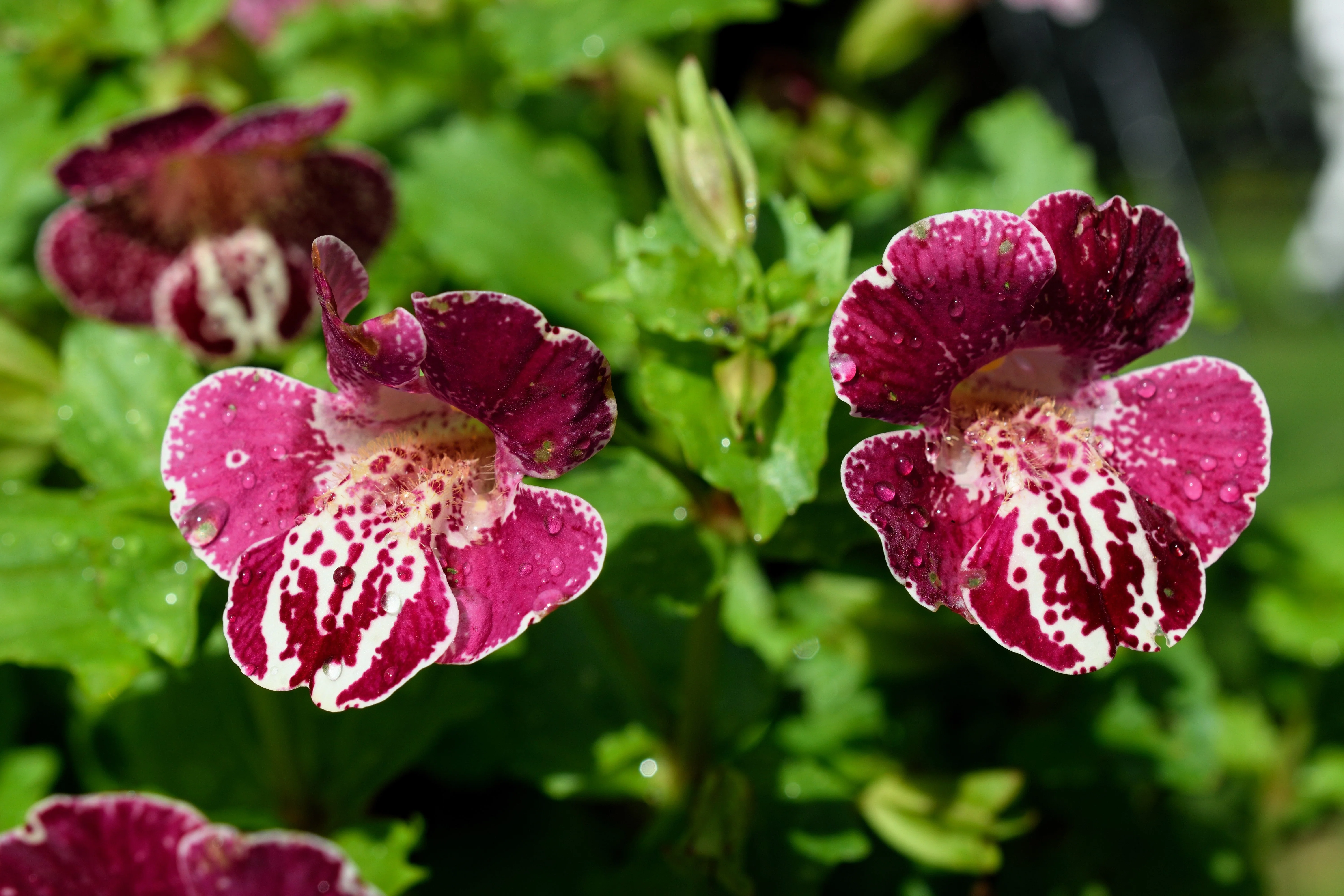 250 TIGER MONKEY Mixed Colors Mimulus Tigrinus Flower Seeds - Image 4