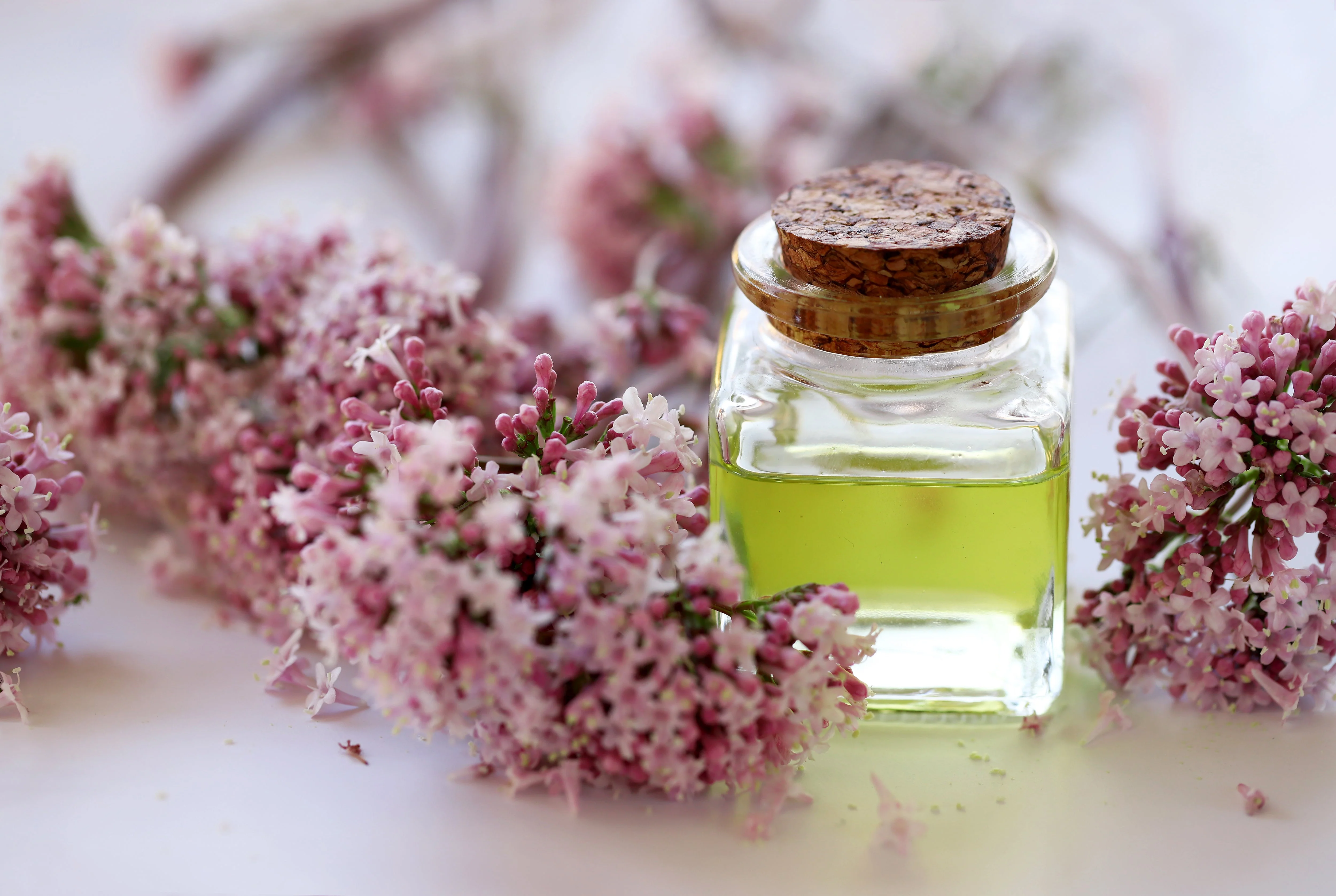 250 VALERIAN (Garden Heliotrope / Heal All) Valeriana Officinalis Herb Flower Seeds - Image 4