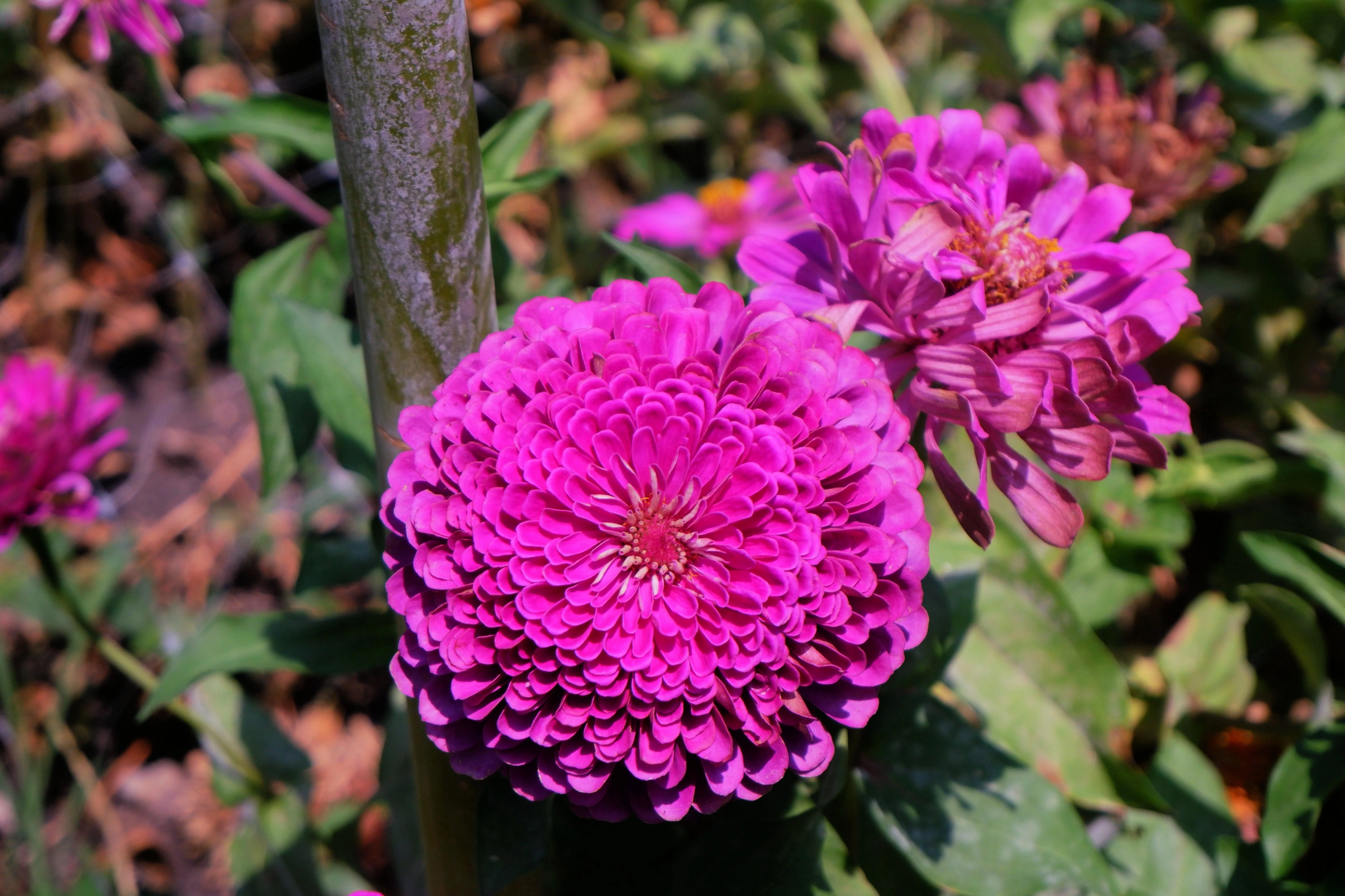 250 VIOLET QUEEN ZINNIA Elegans Purple Double Dahlia Heirloom Flower Seeds - Image 4