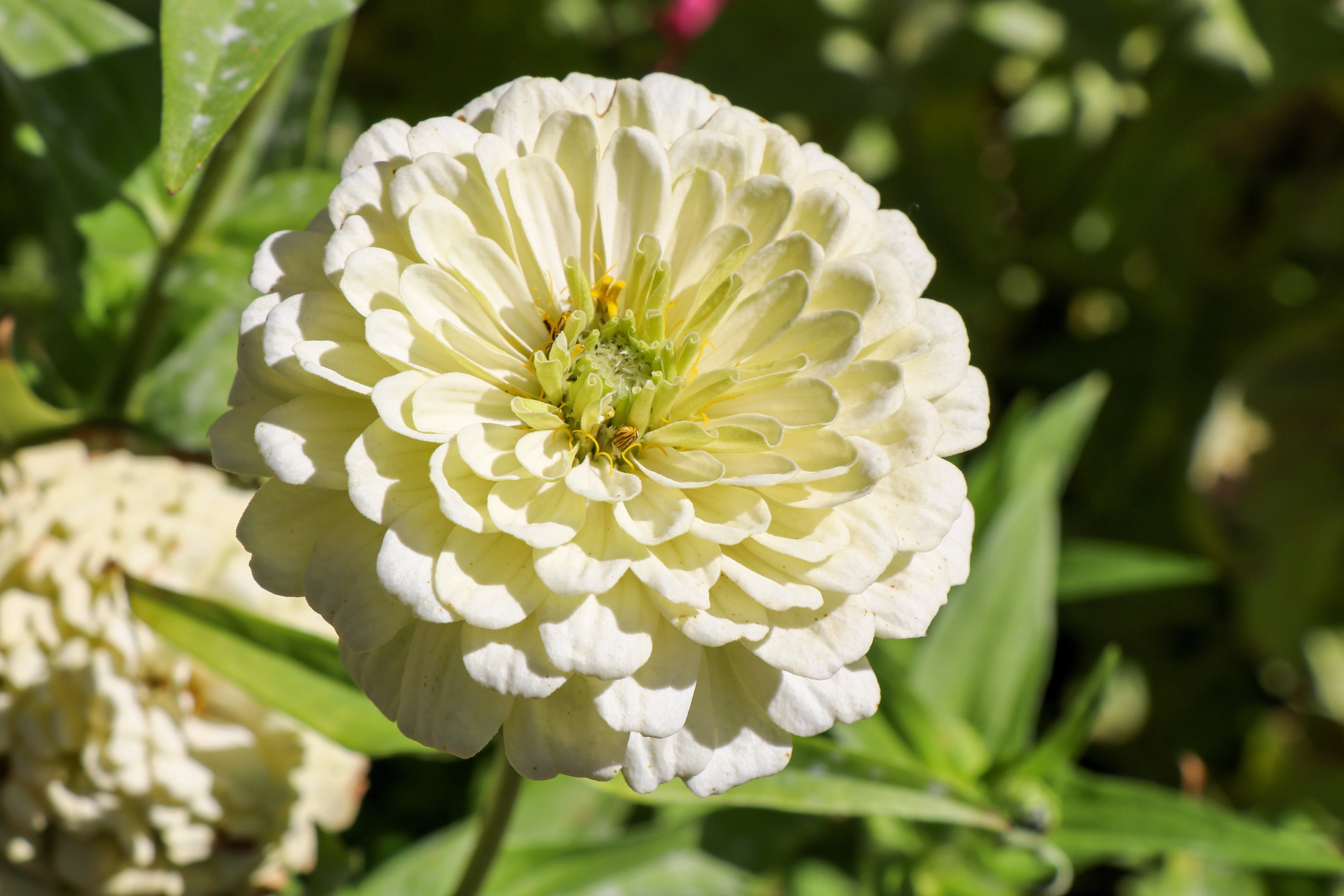 250 White POLAR BEAR ZINNIA Elegans Flower Seeds - Image 3