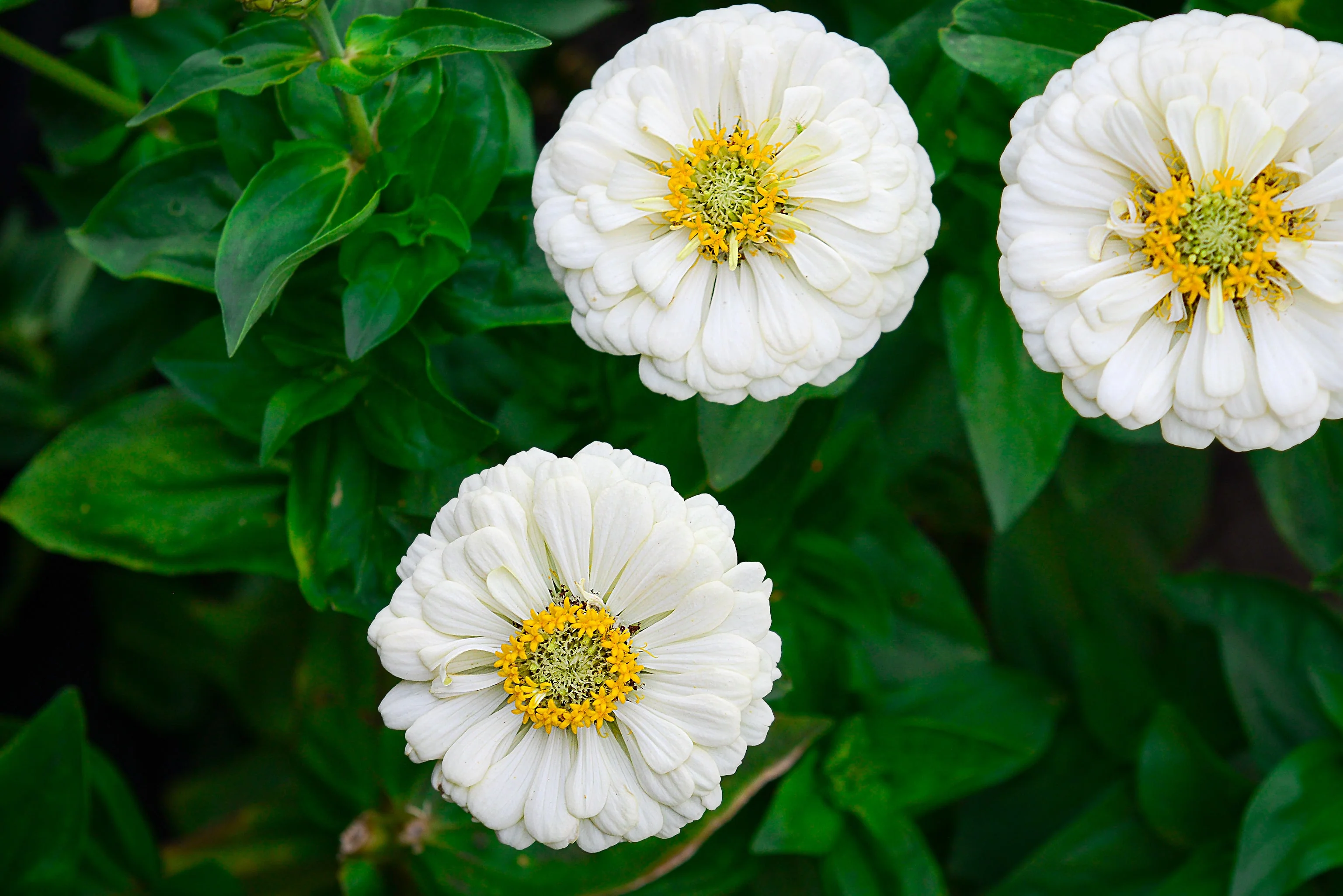 250 White POLAR BEAR ZINNIA Elegans Flower Seeds - Image 5