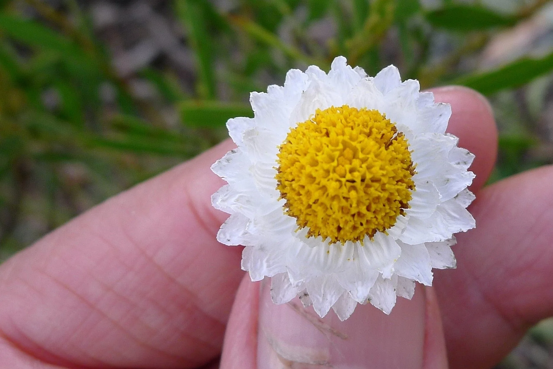 250 WHITE WINGED EVERLASTING Ammobium Alatum Flower Seeds - Image 3