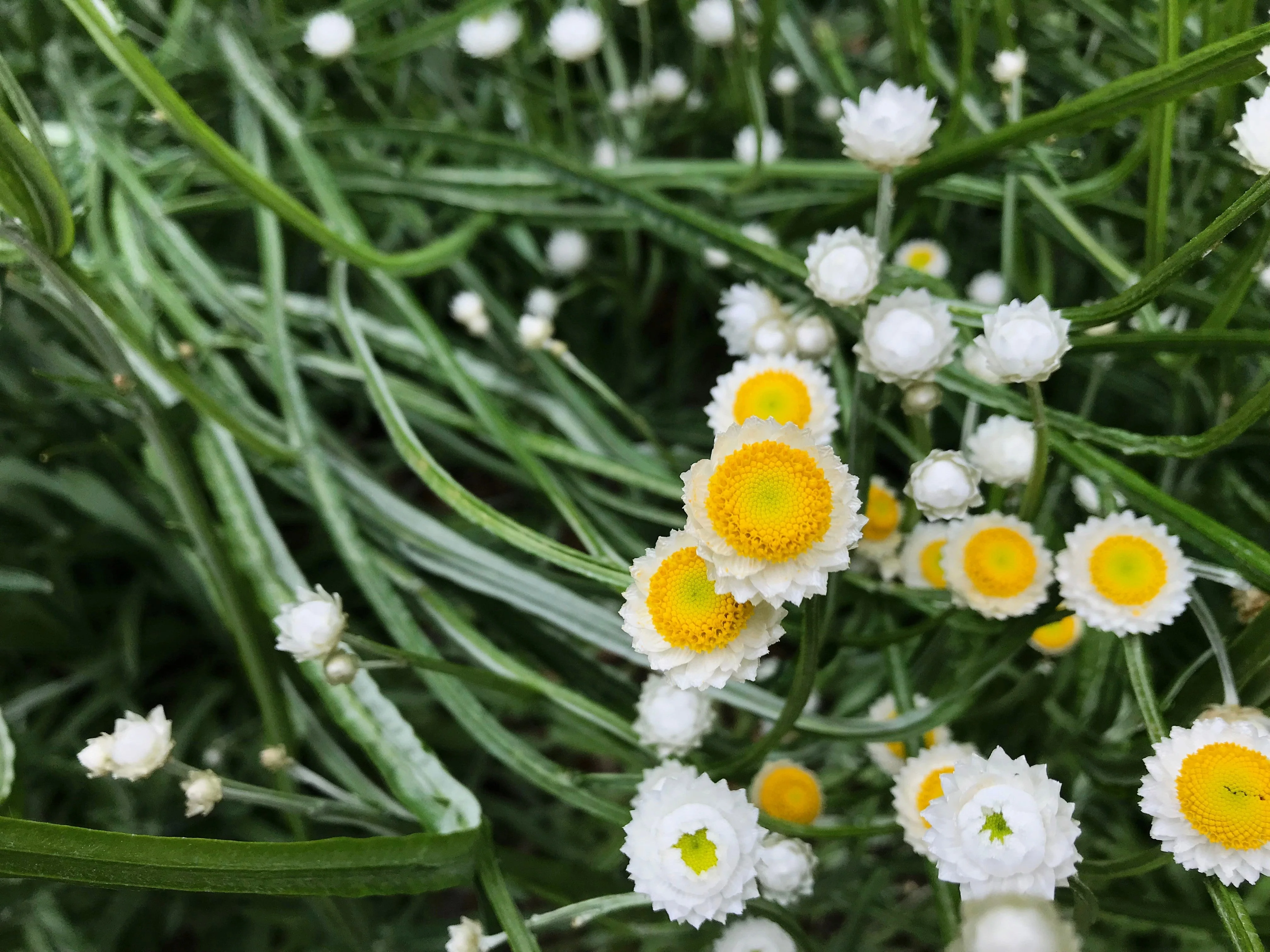 250 WHITE WINGED EVERLASTING Ammobium Alatum Flower Seeds - Image 7