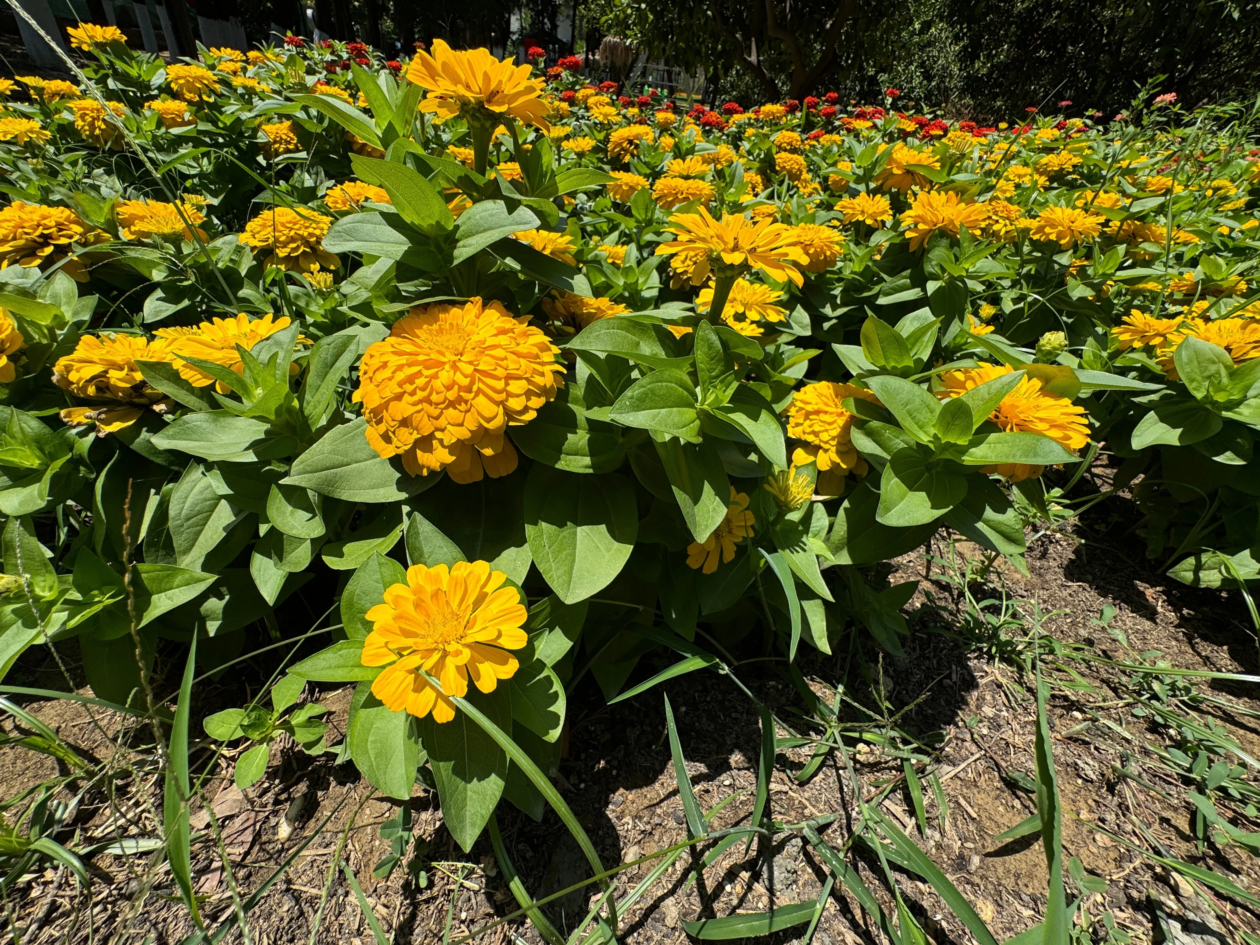 250 Yellow CANARY BIRD ZINNIA Elegans Flower Seeds - Image 5