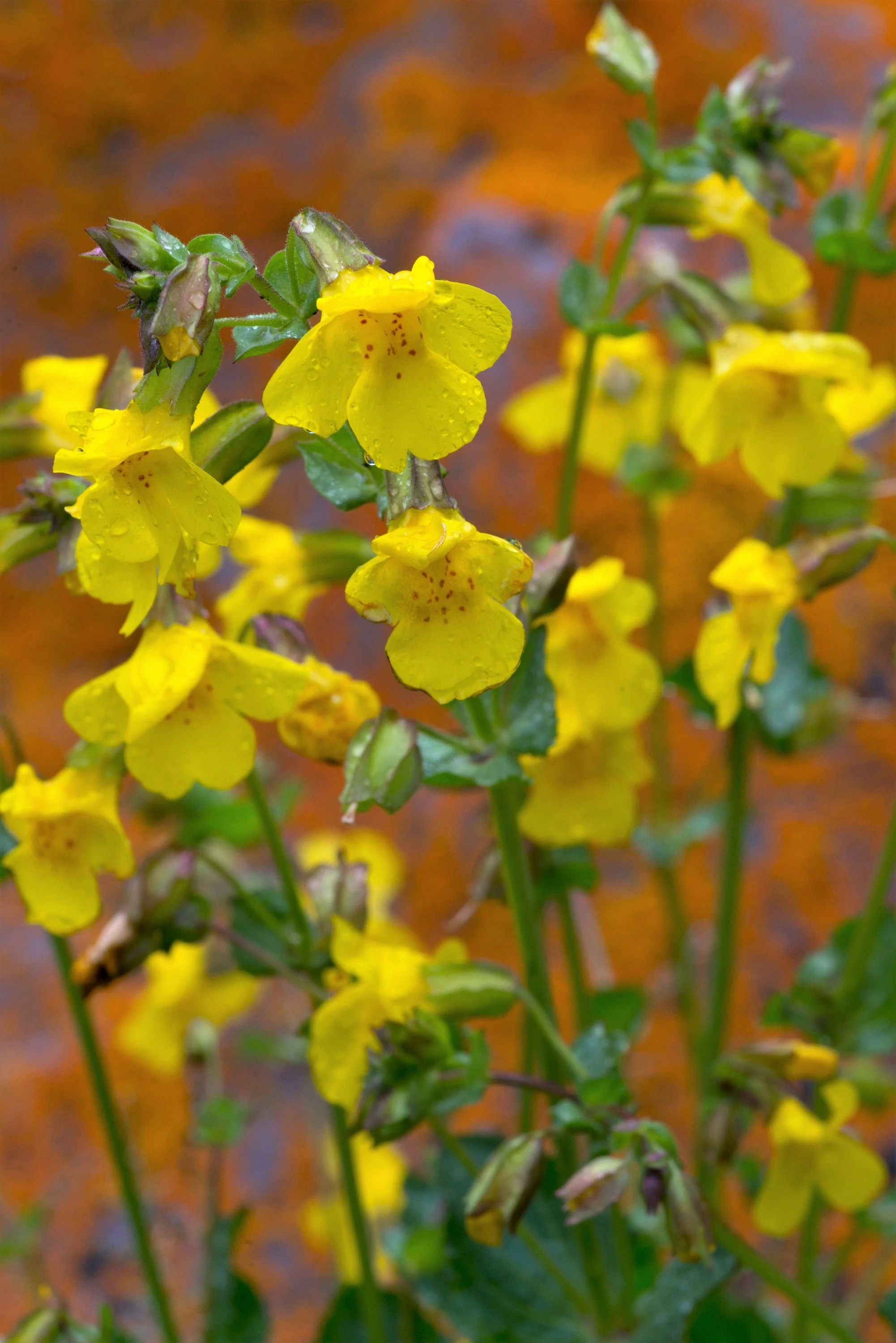 250 YELLOW MONKEY FLOWER Mimulus Grandiflorus Perennial Flower Seeds - Image 11