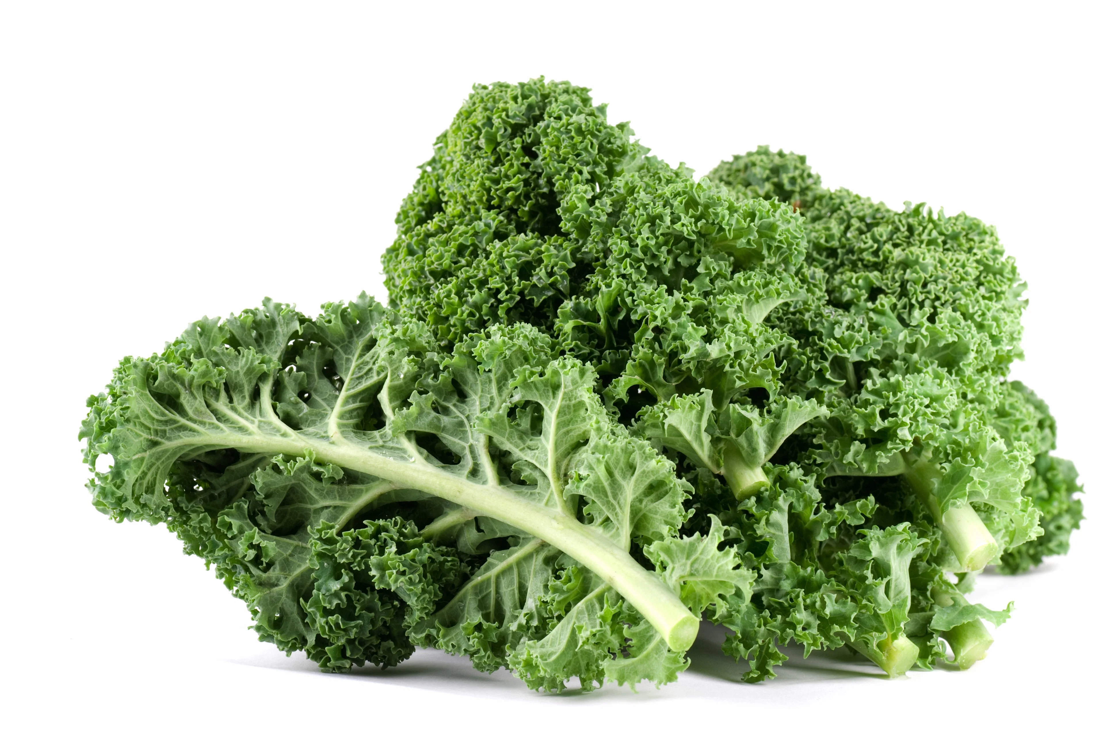 2500 VATES Blue CURLED KALE / Dwarf Blue Curled Scotch Kale Brassica Oleracea Vegetable Seeds - Image 9