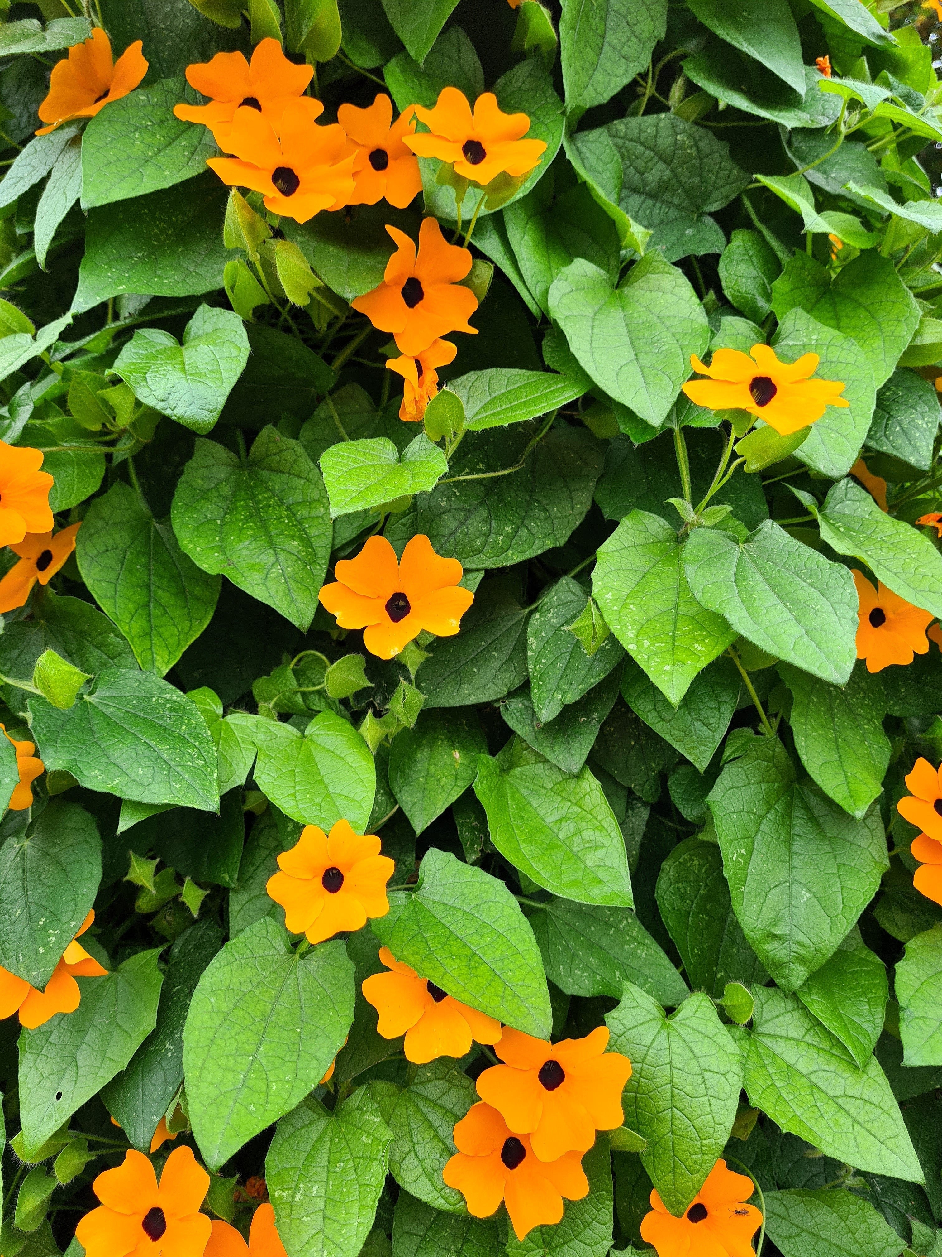 30 BLACK Eyed SUSAN VINE Thunbergia Alata Orange Yellow Black Flower Seeds - Image 5