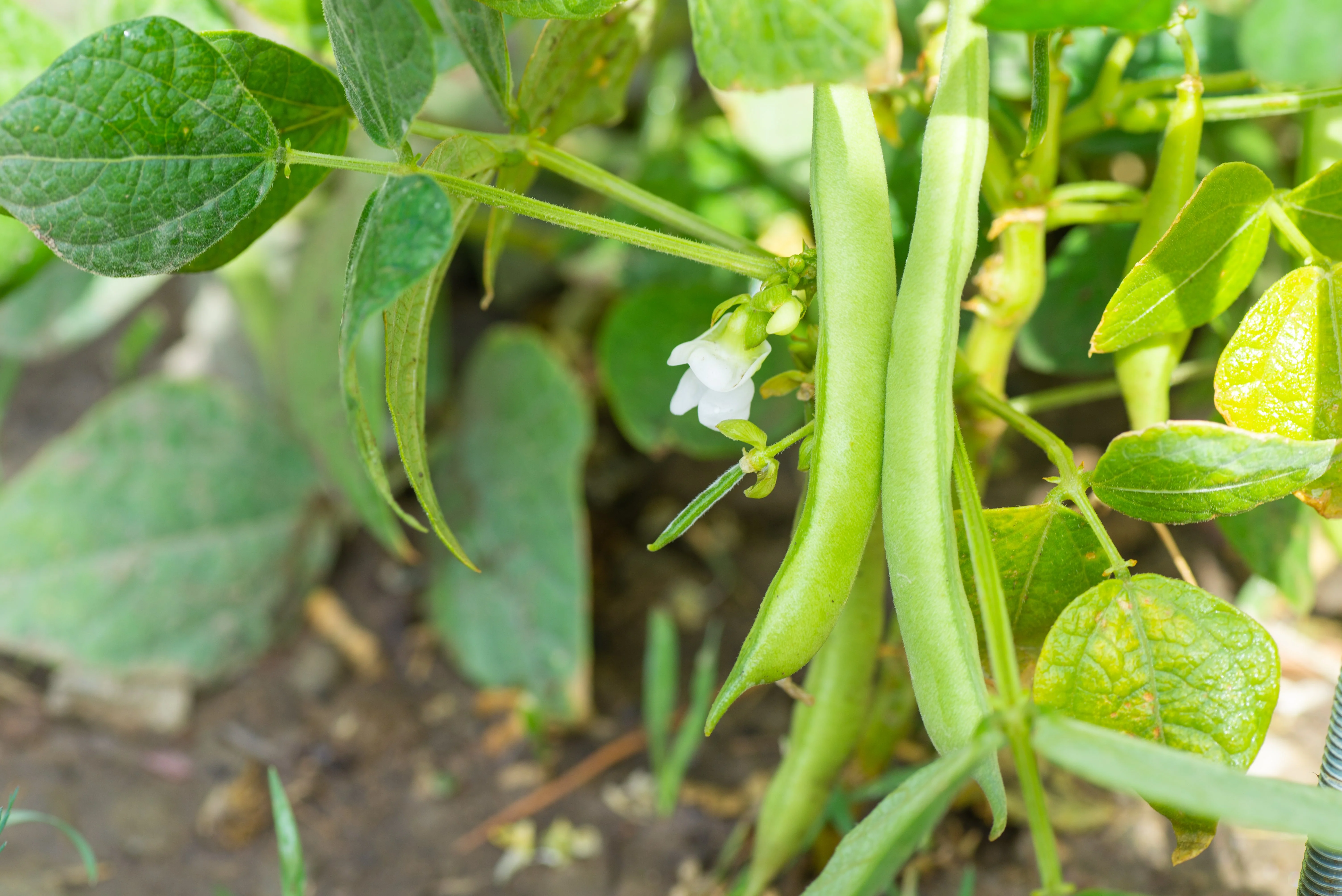 30 CANNELLINI BEAN Seeds White Italian Kidney Phaseolus Vulgaris Vegetable Seeds - Image 2