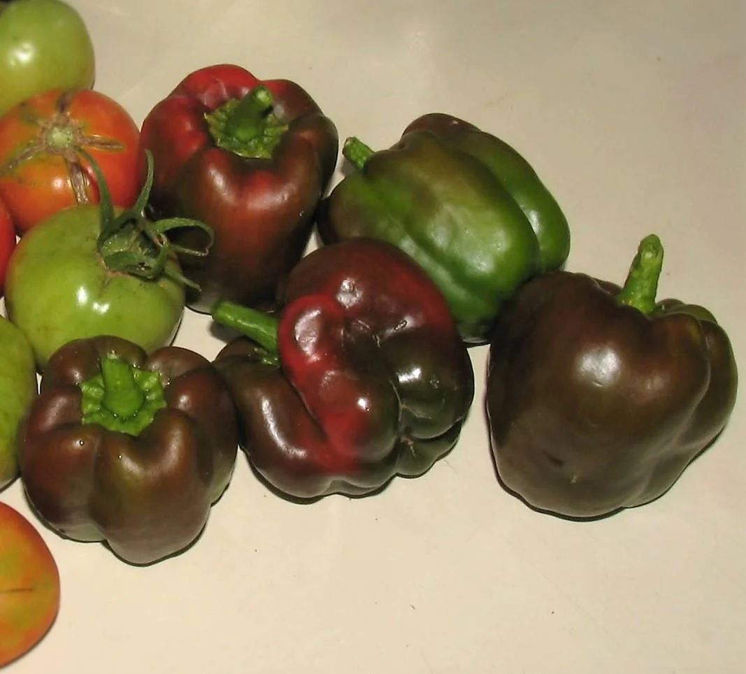 30 CHOCOLATE BEAUTY Bell PEPPER Sweet Brown Capsicum Annuum Vegetable Seeds - Image 2