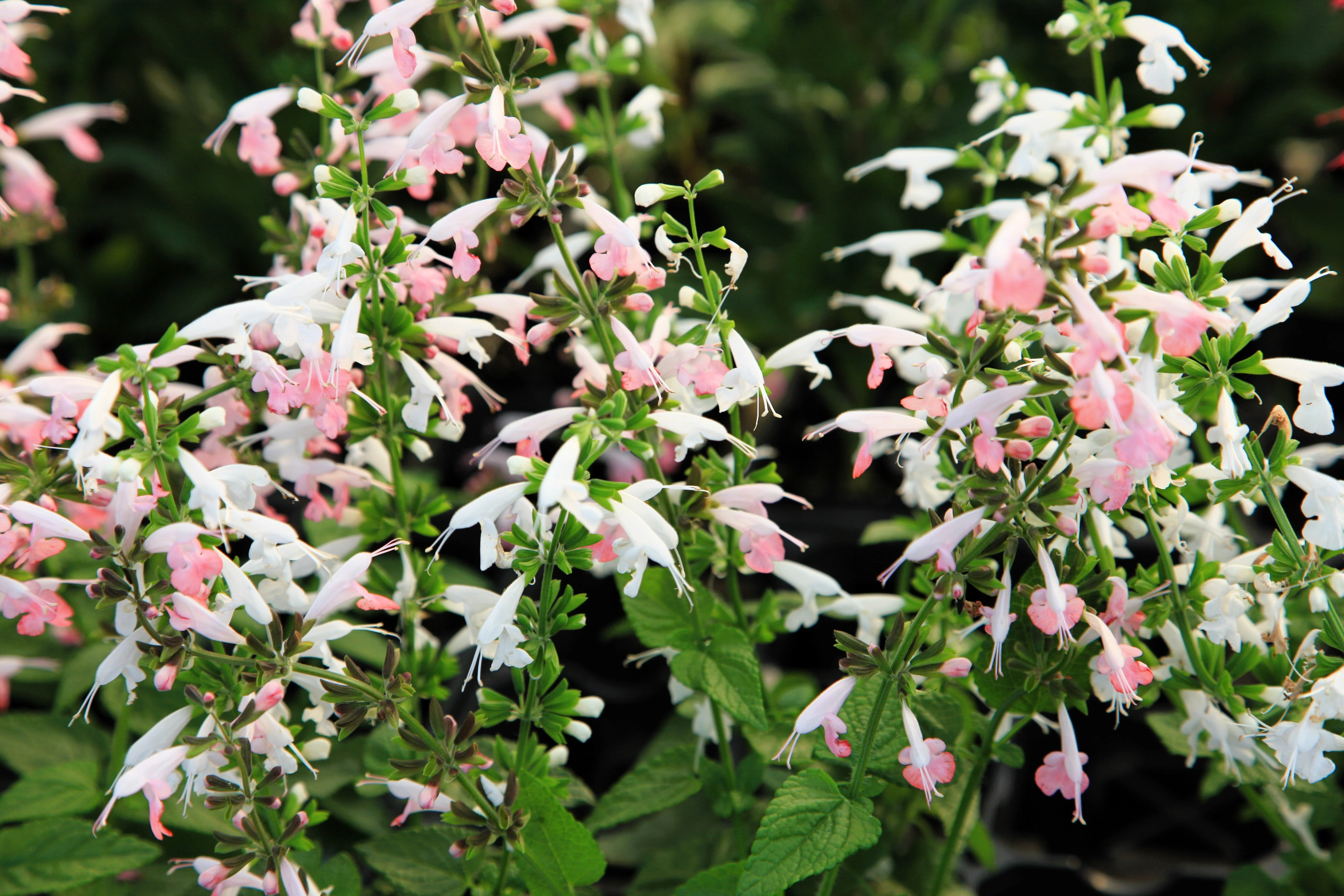 30 CORAL NYMPH SALVIA Coccinea Hummingbird Sage Flower Seeds - Image 3