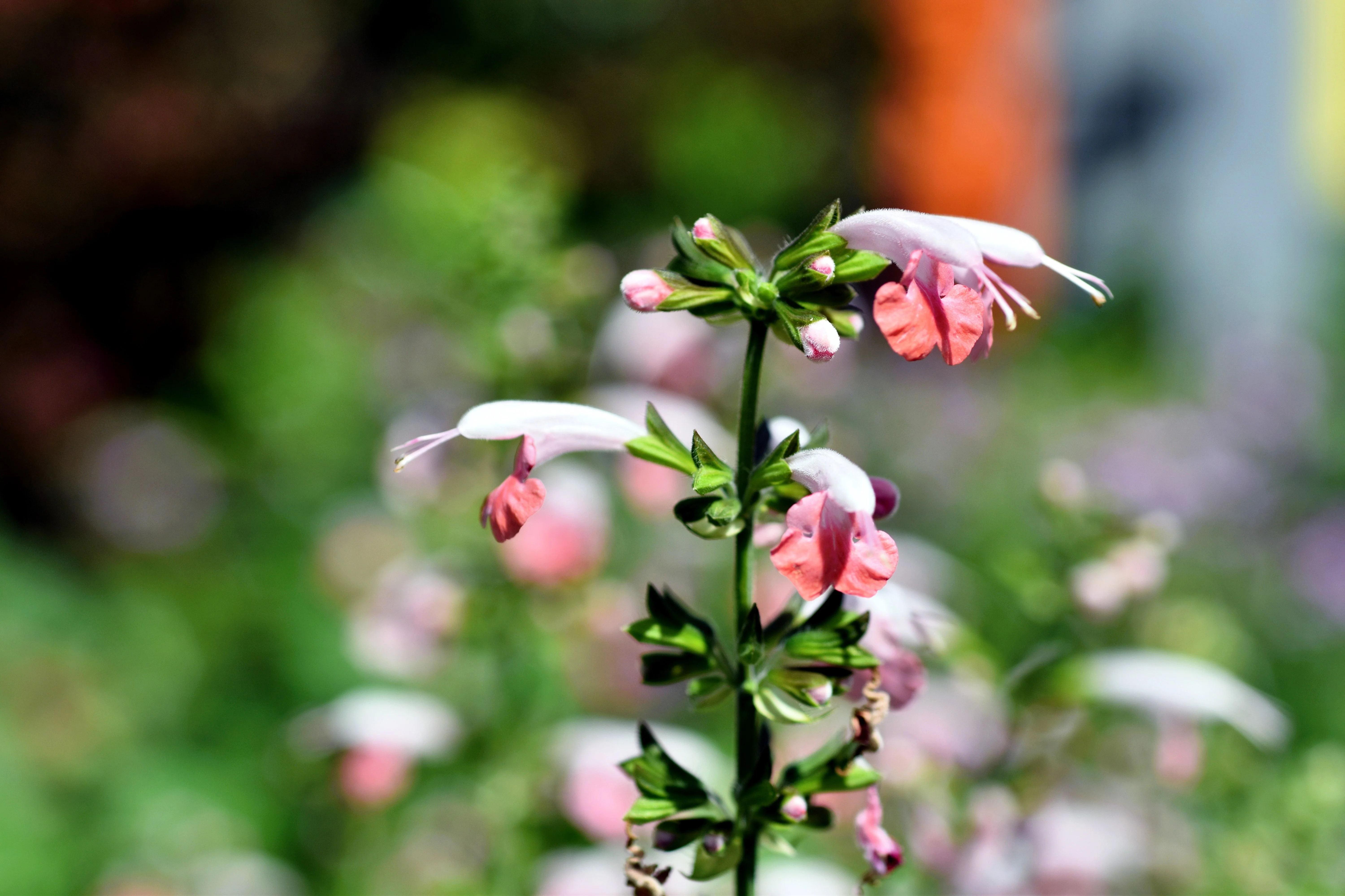 30 CORAL NYMPH SALVIA Coccinea Hummingbird Sage Flower Seeds - Image 7