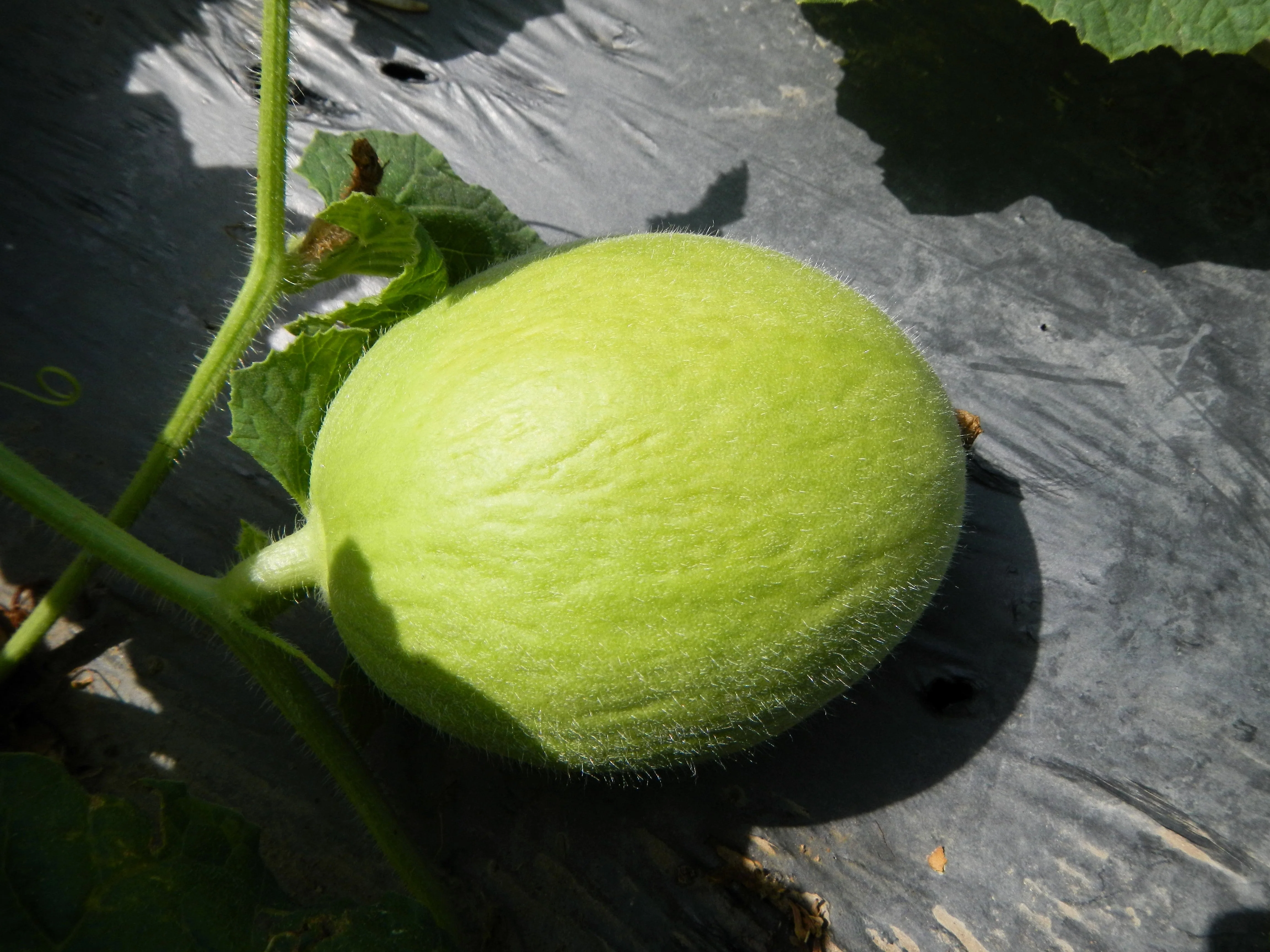 30 CRENSHAW MELON ( Muskmelon / Winter Melon / Cranshaw ) Cucumis Melo Fruit Seeds - Image 5
