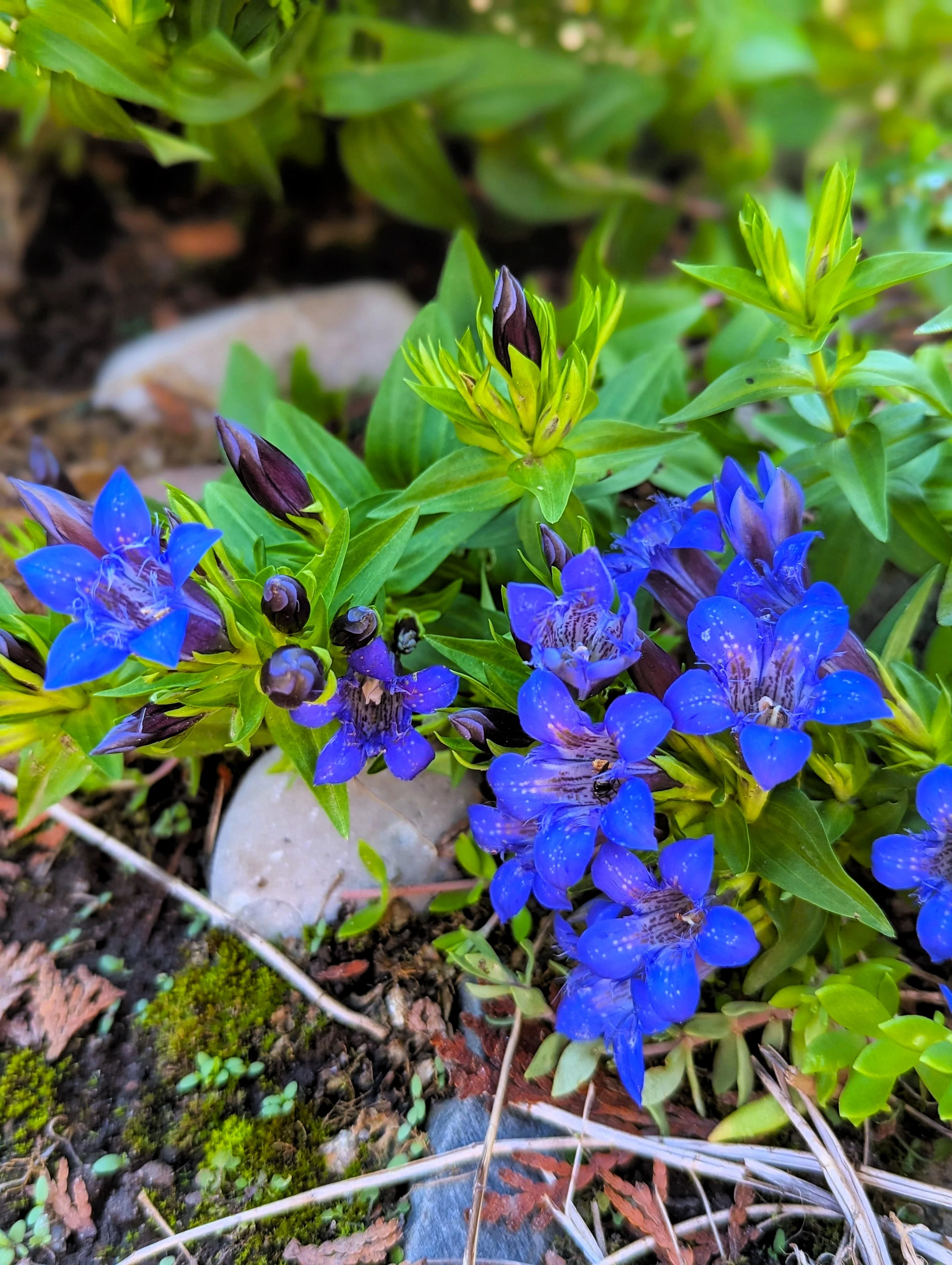 30 Dark Blue NIKITA GENTIAN Gentiana Dahurica Siberian Flower Herb Seeds - Image 2