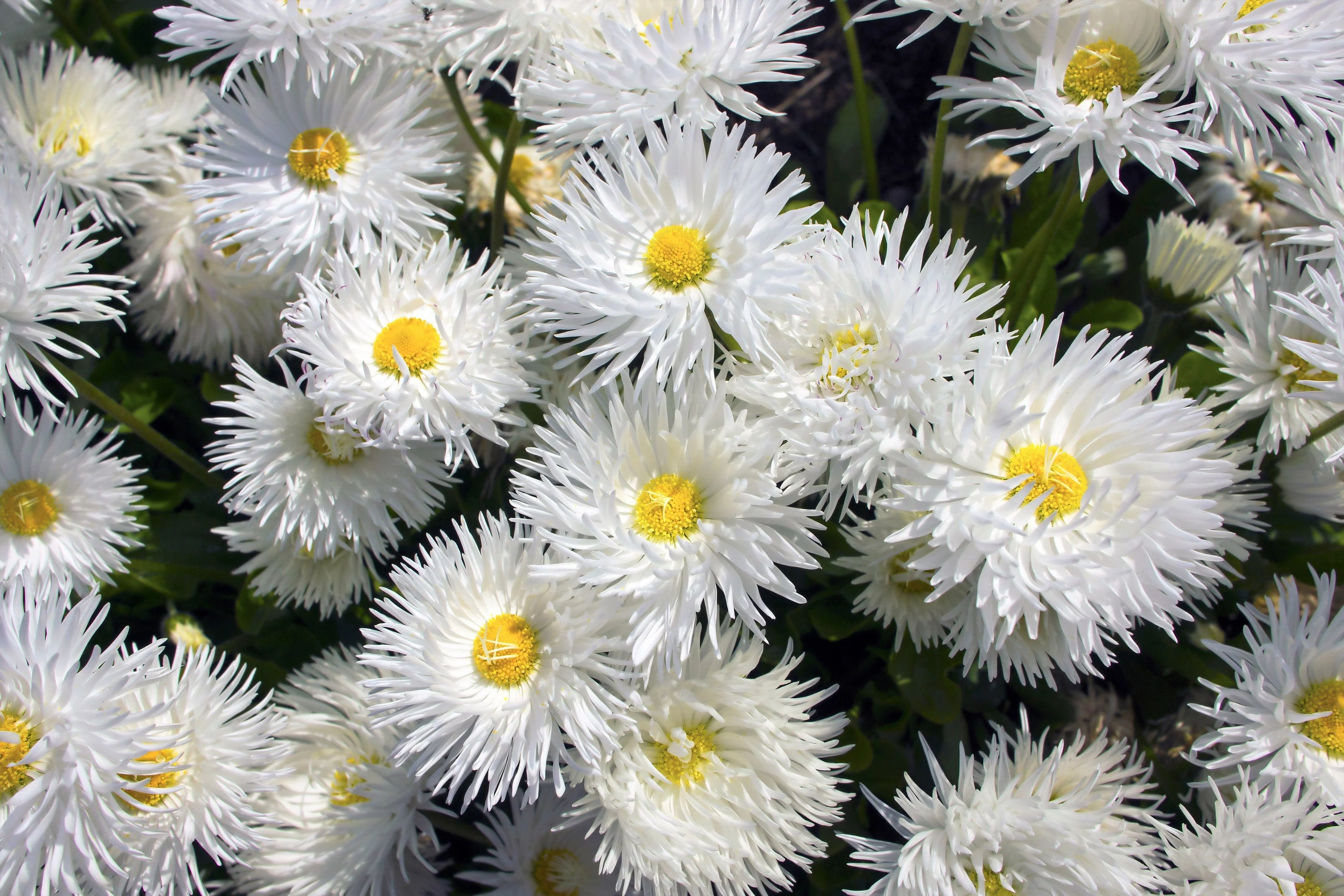 30 Double CRAZY DAISY Leucanthemum x Superbum Big 3" Frizzled White Yellow Shasta Flower Seeds - Image 2