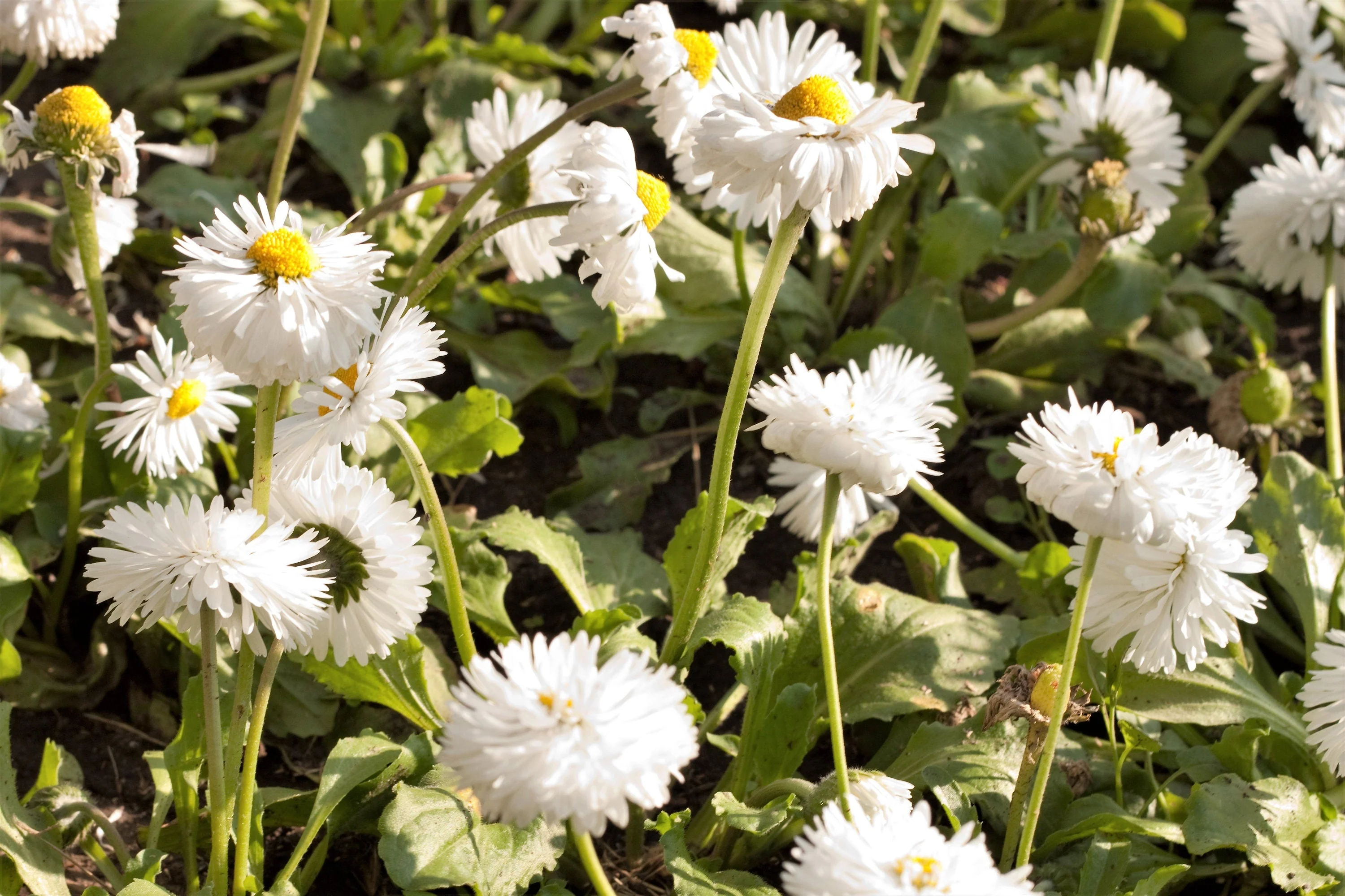 30 Double CRAZY DAISY Leucanthemum x Superbum Big 3" Frizzled White Yellow Shasta Flower Seeds - Image 6