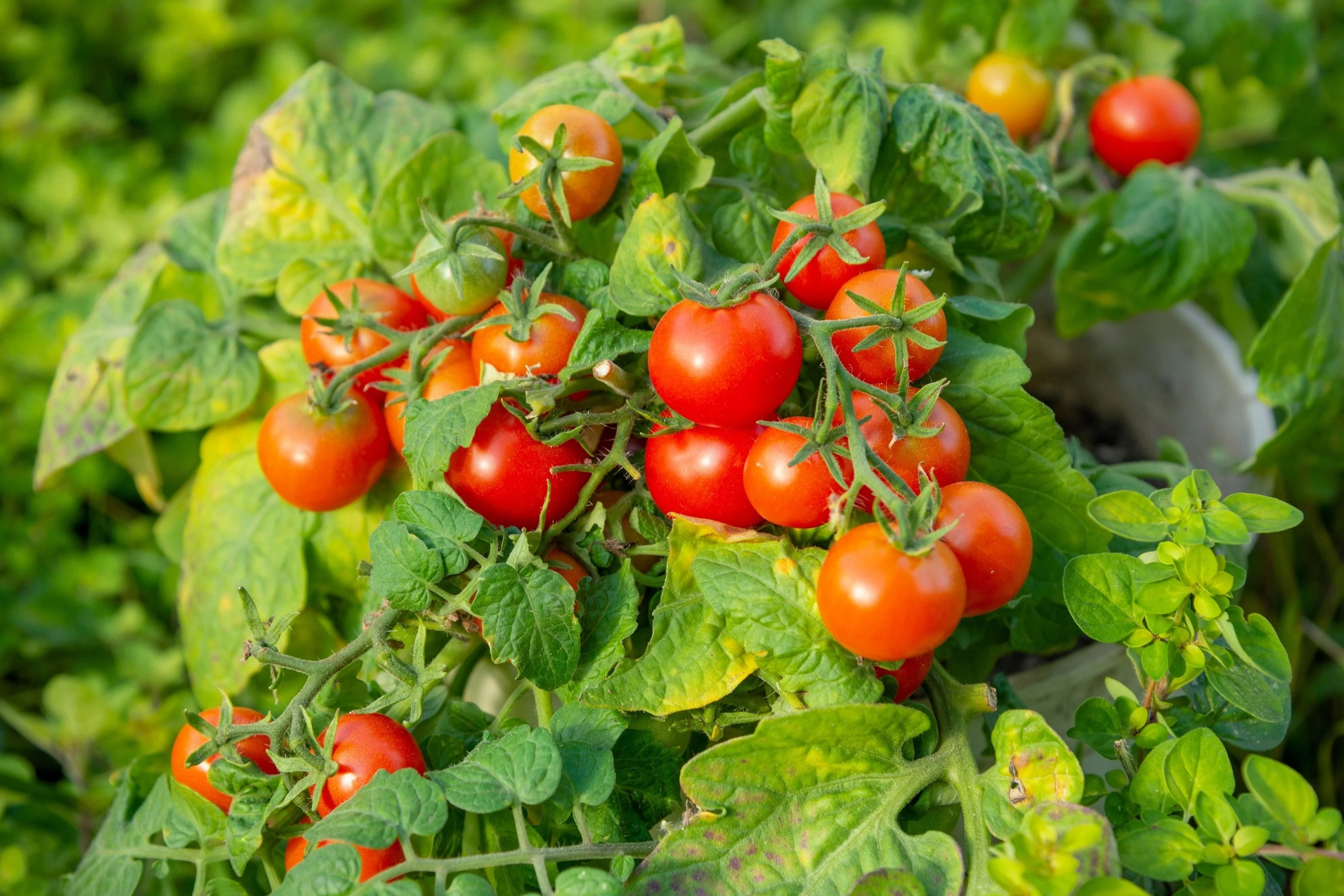 30 Dwarf Cherry TOMATO TINY TIM Solanum Lycoperscium Red Fruit Seeds - Image 9