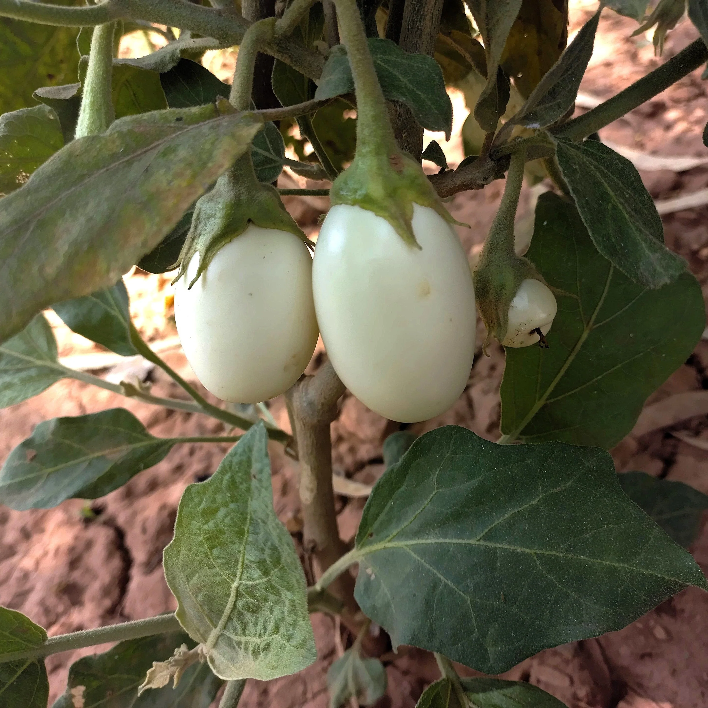 30 EASTER EGG PLANT (Easter Eggplant / Ornamental Eggplant / Nest Egg) Solanum Ovigerum Seeds - Image 3