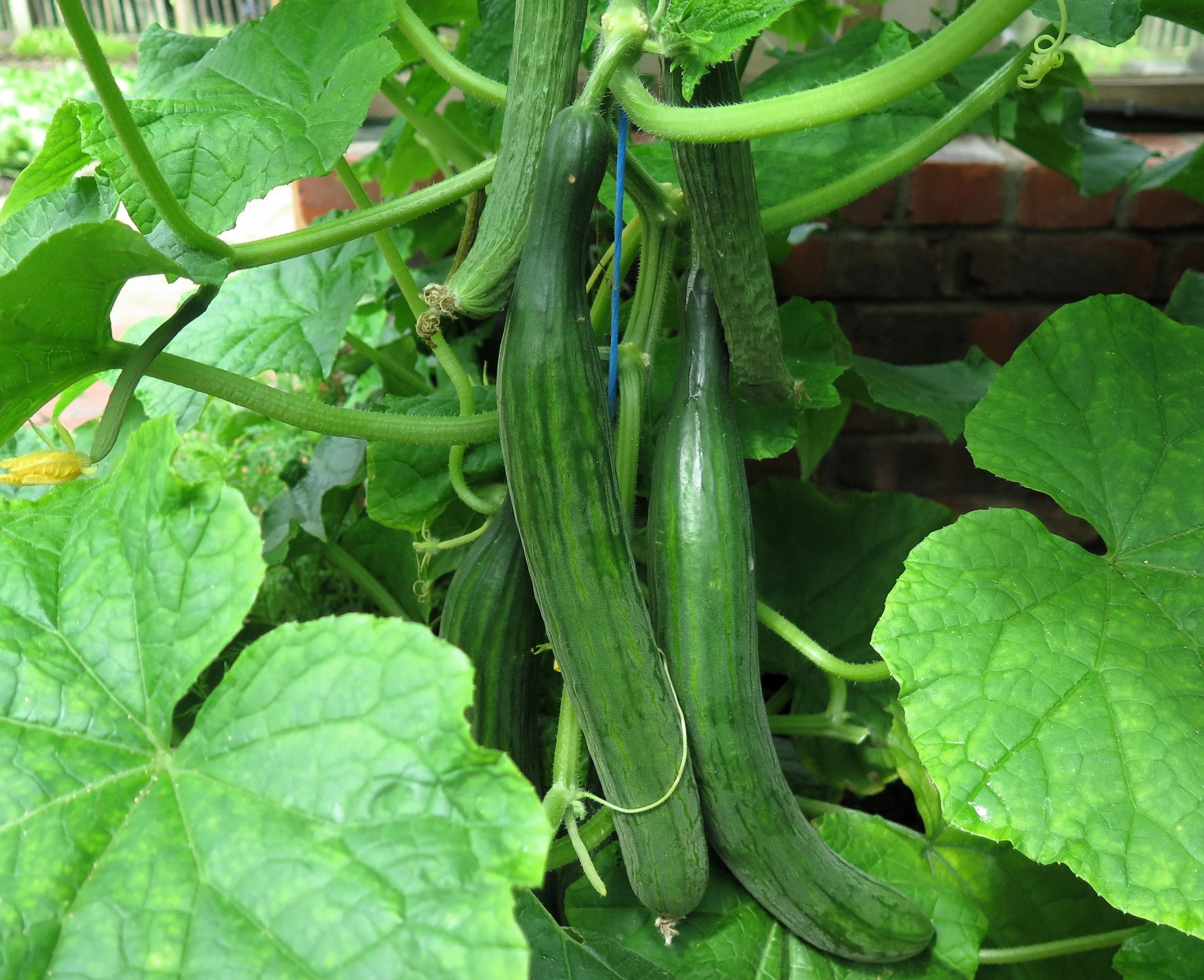 30 ENGLISH CUCUMBER Cucumis Sativus Burpless Fruit Vegetable Seeds - Image 6