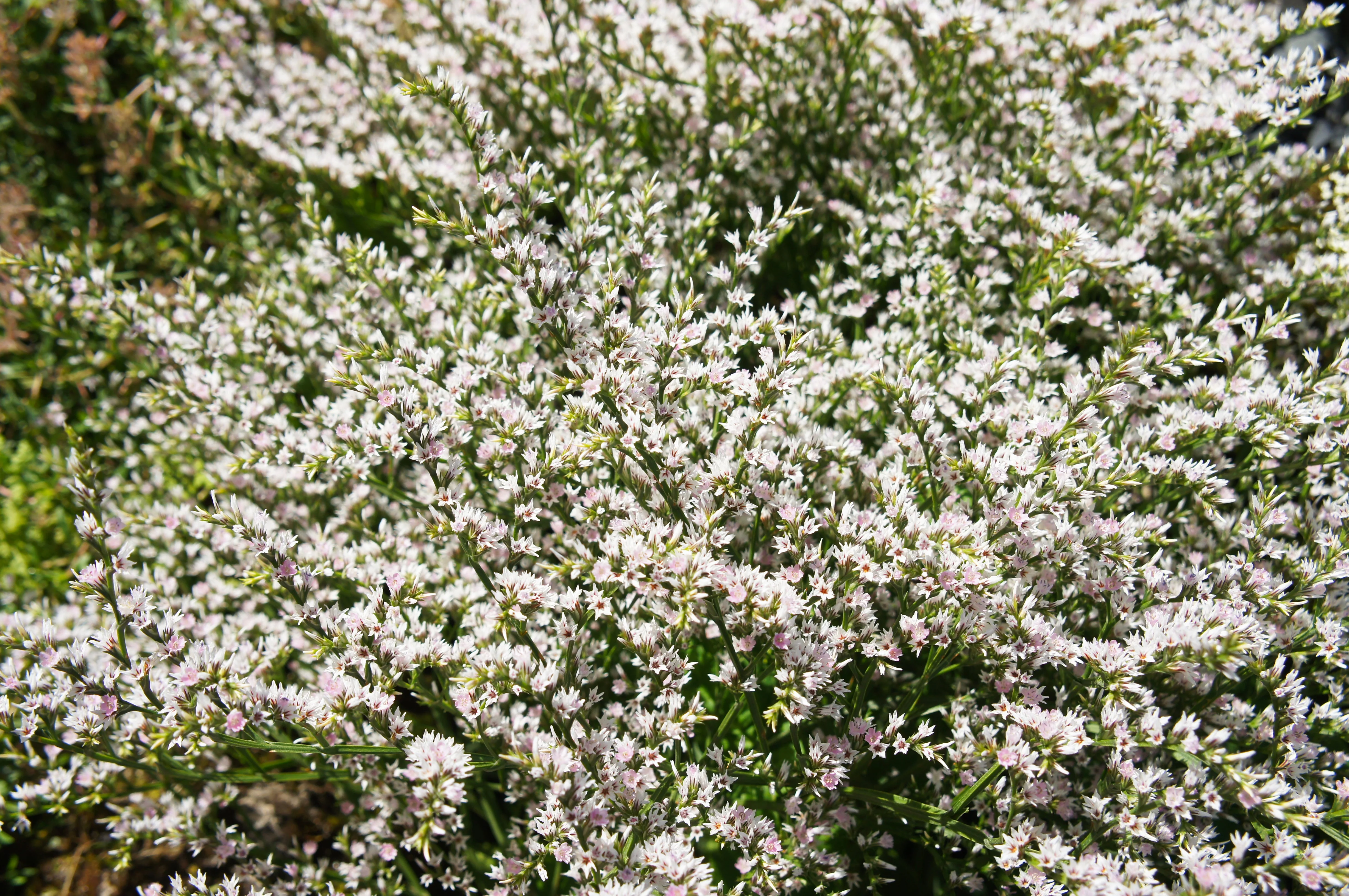 30 GERMAN STATICE White Sea Lavender Goniolimon Tataricum Limonium Flower Seeds - Image 3