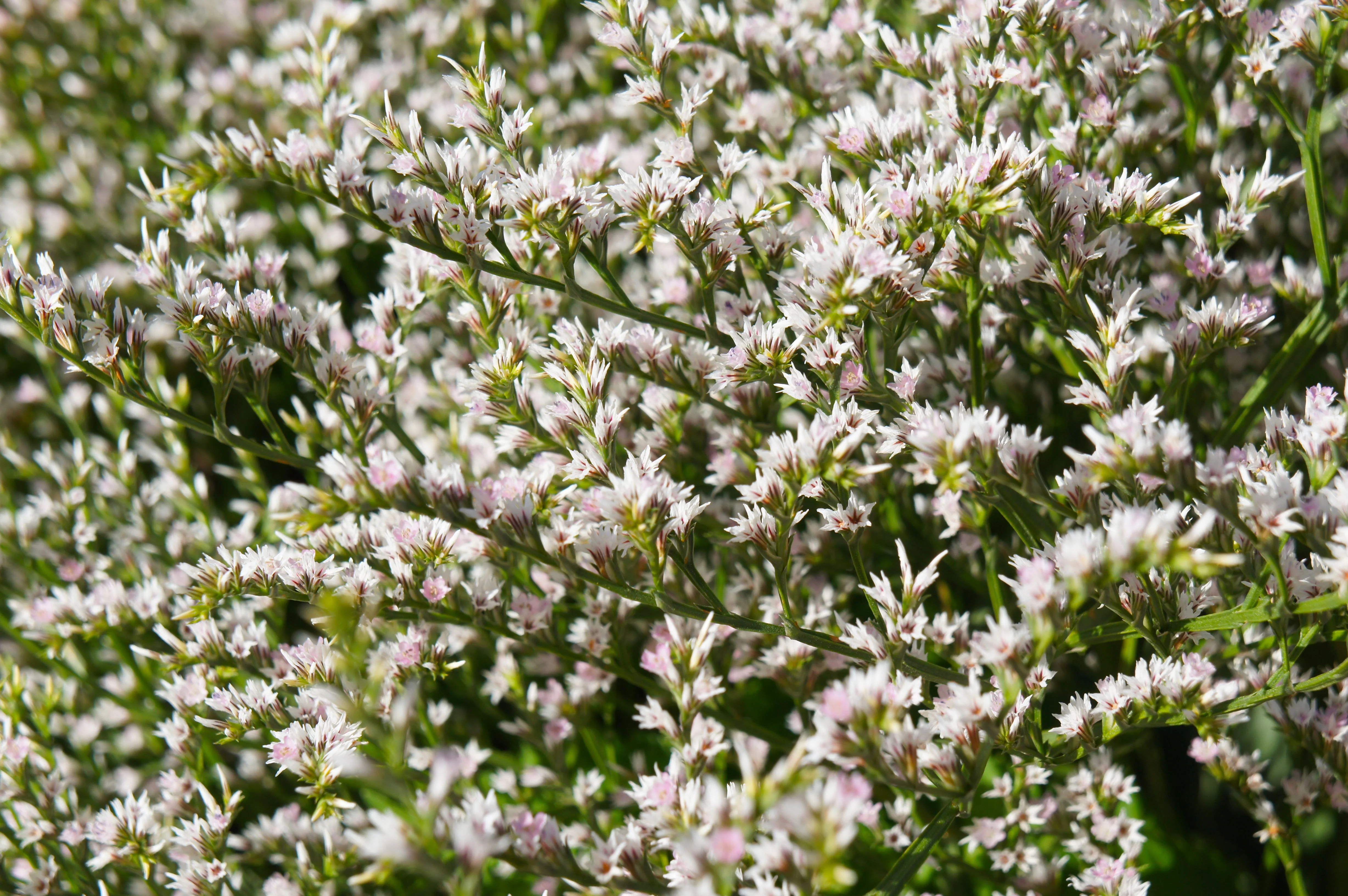 30 GERMAN STATICE White Sea Lavender Goniolimon Tataricum Limonium Flower Seeds - Image 5