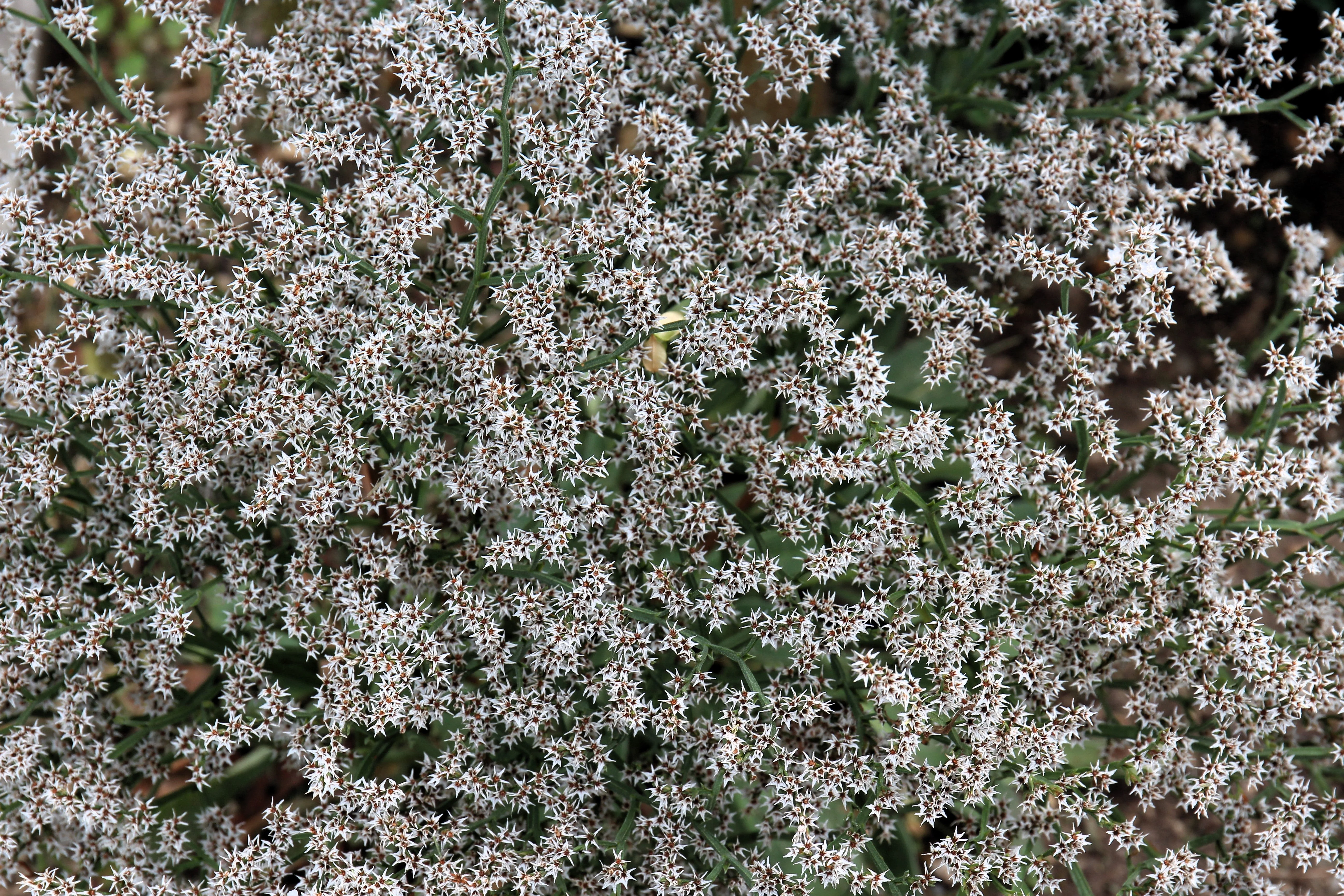 30 GERMAN STATICE White Sea Lavender Goniolimon Tataricum Limonium Flower Seeds - Image 7
