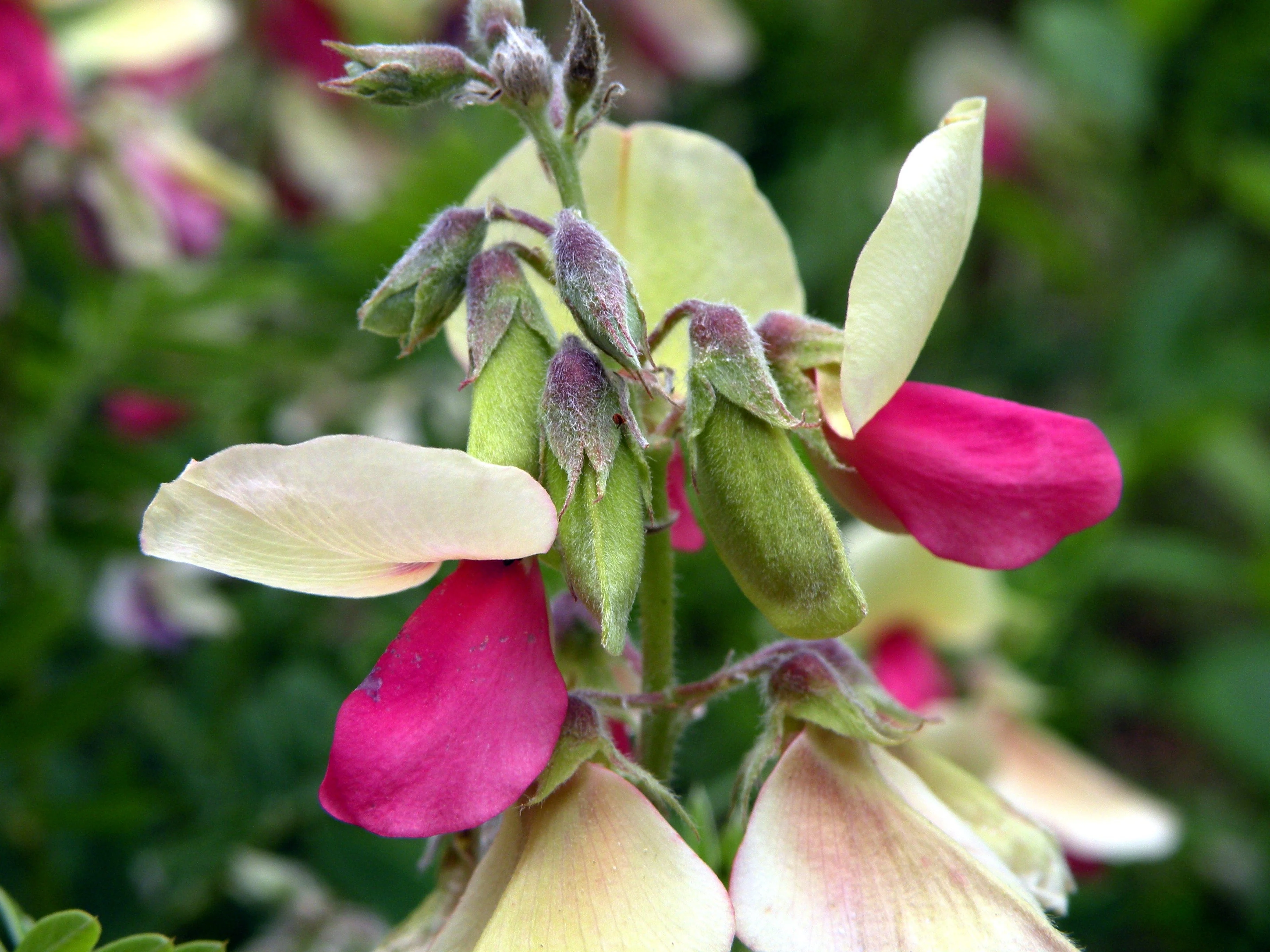 30 GOAT'S RUE Tephrosia Virginiana Cracca Flower Grass Legume Ground Cover Seeds - Image 11