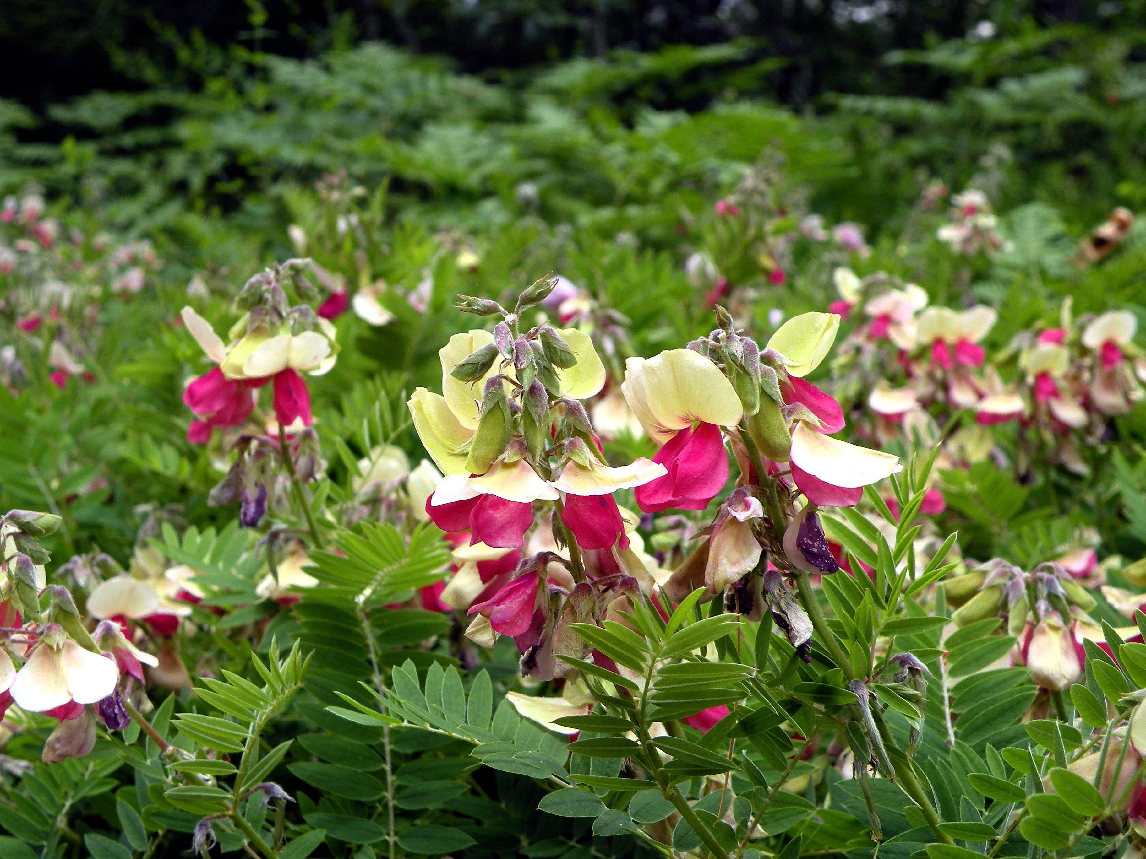 30 GOAT'S RUE Tephrosia Virginiana Cracca Flower Grass Legume Ground Cover Seeds - Image 3