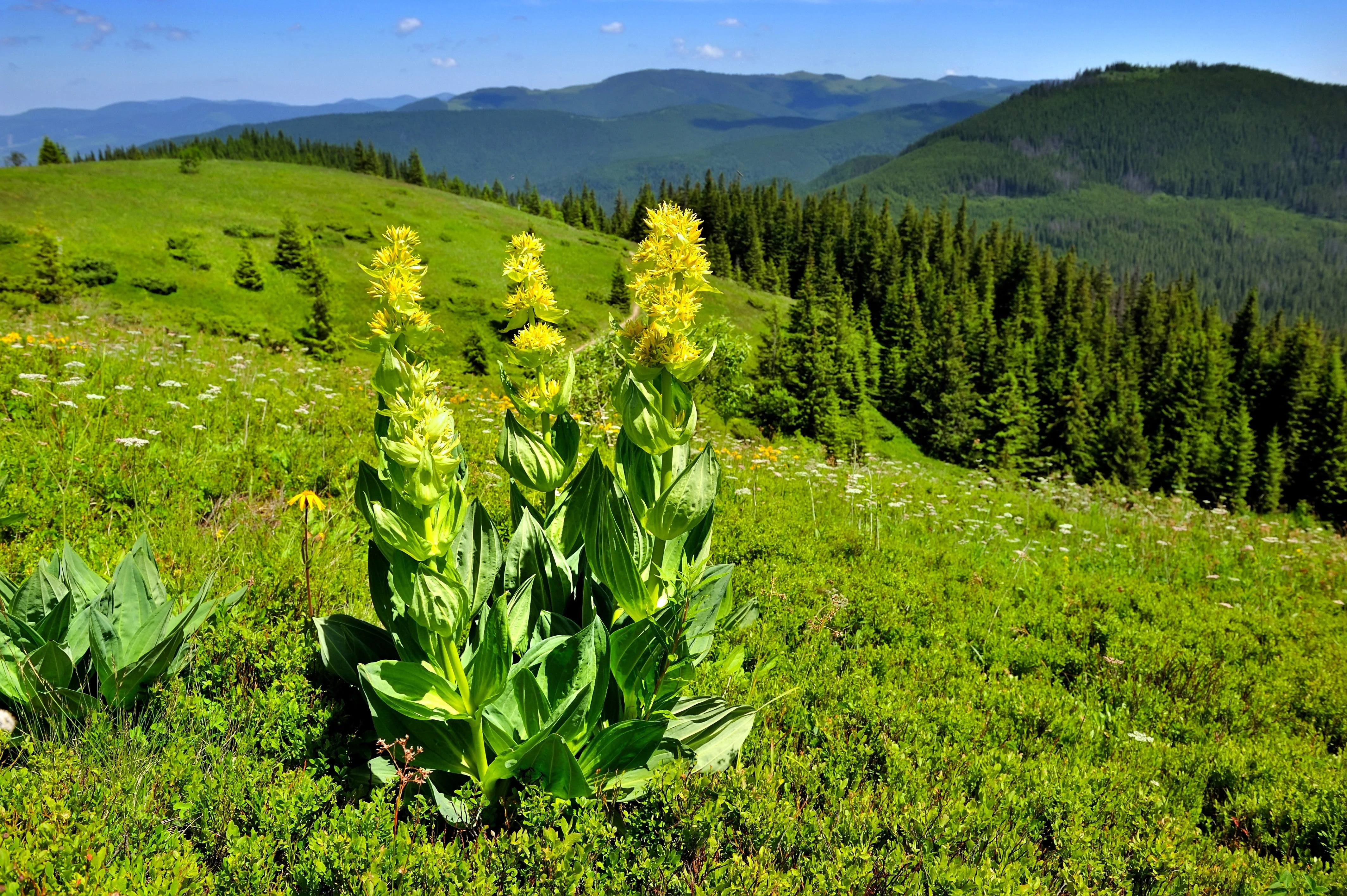 30 GREAT YELLOW GENTIAN Gentiana Lutea Herb Flower Seeds - Image 6