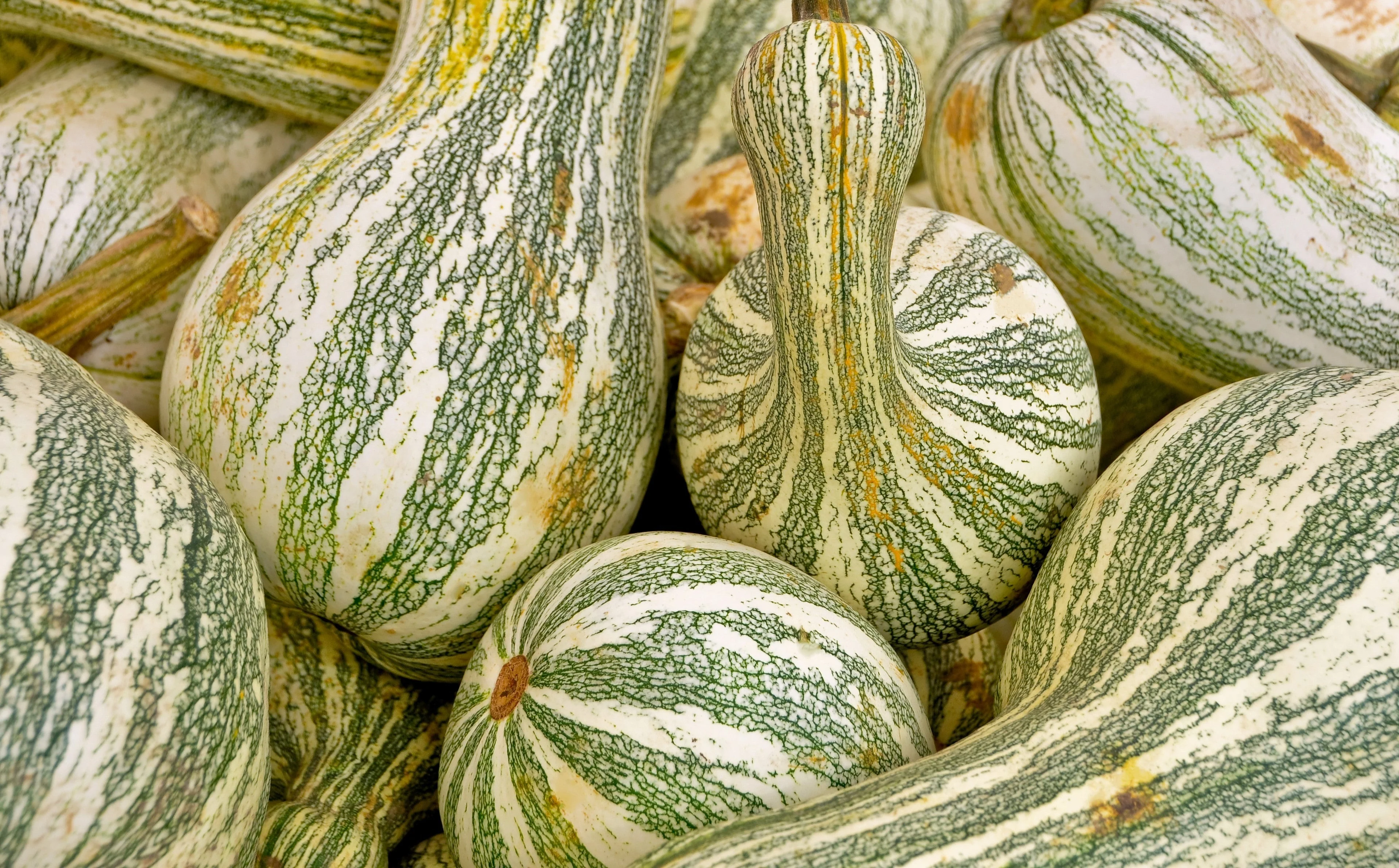 30 Green Striped CUSHAW SQUASH PUMPKIN (Tennessee Sweet Potato Squash) Cucurbita Mixta Vegetable Seeds - Image 4