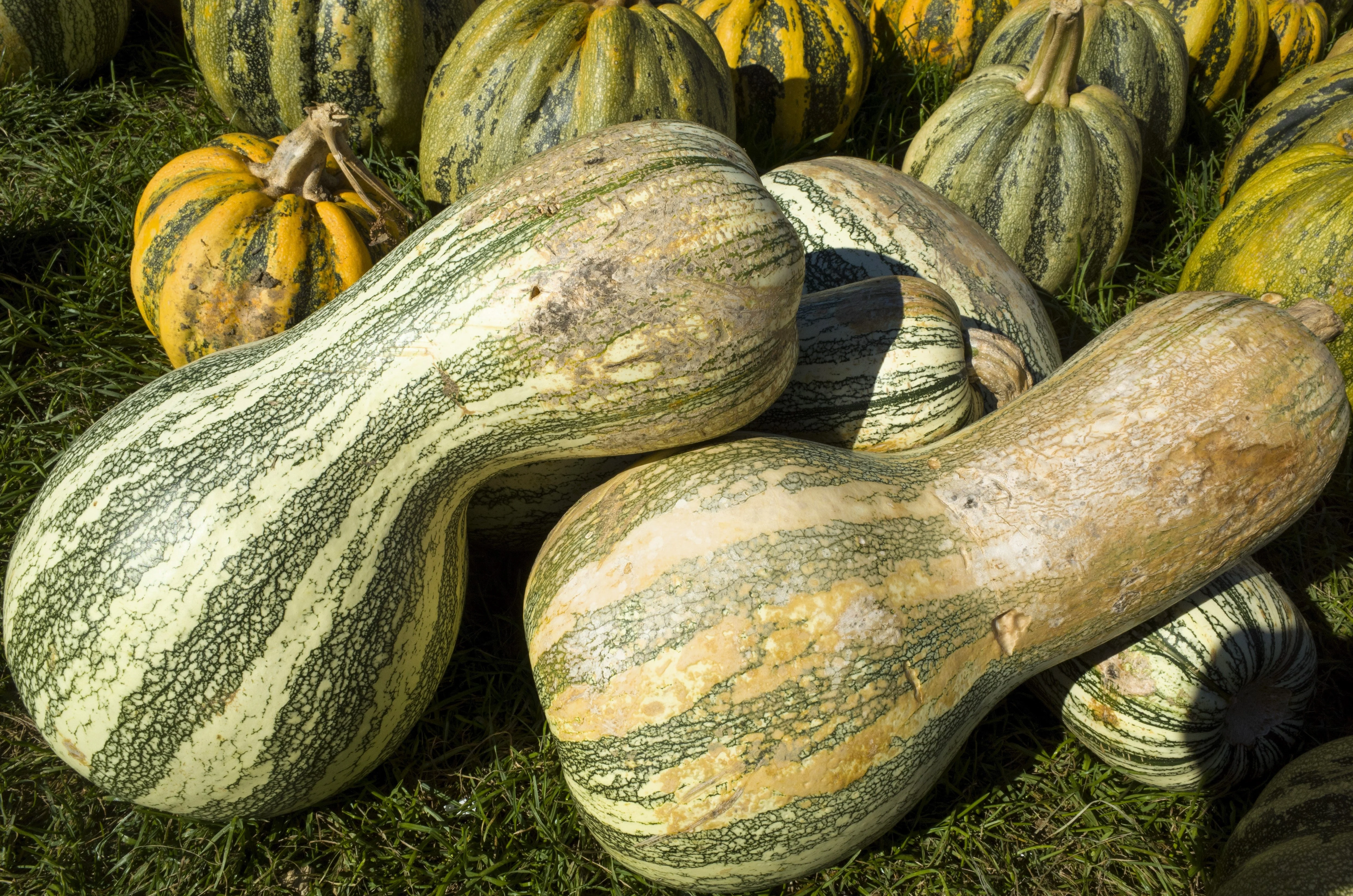 30 Green Striped CUSHAW SQUASH PUMPKIN (Tennessee Sweet Potato Squash) Cucurbita Mixta Vegetable Seeds - Image 5