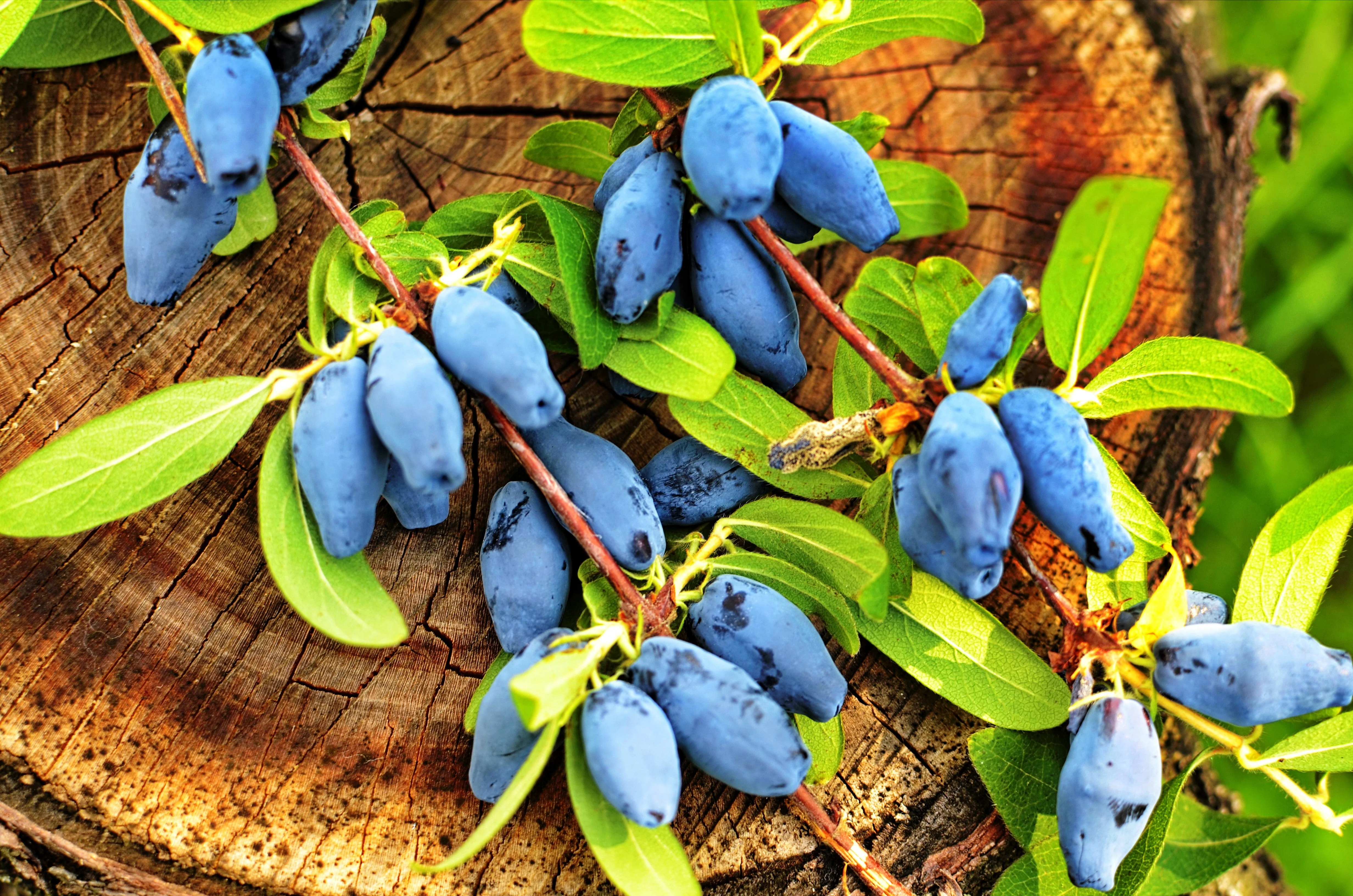 30 HONEYBERRY Blue Honeysuckle Lonicera Caerulea Edible Fruit Shrub Seeds - Image 6