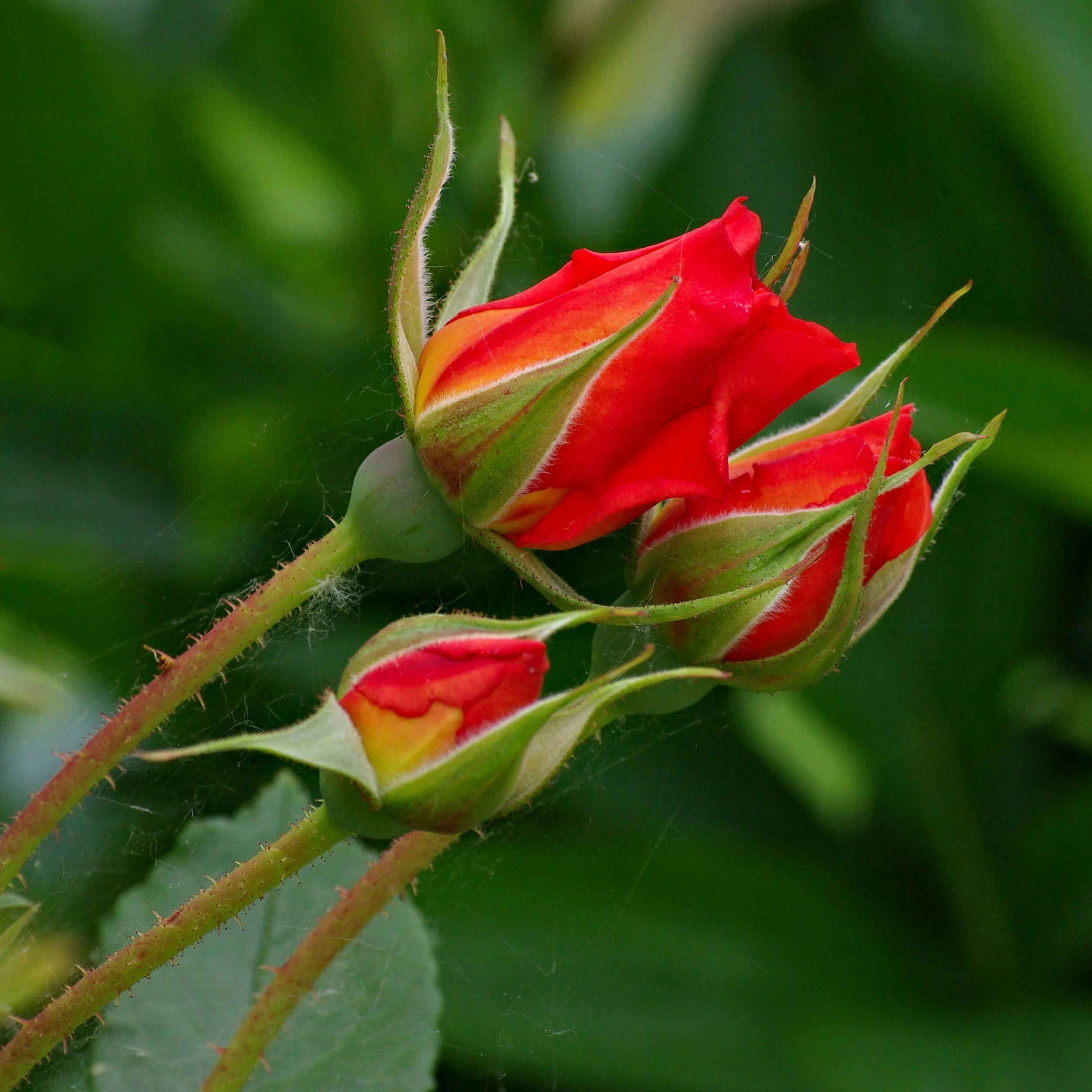 30 JAPANESE RED ROSE Bush Rosa Rugosa Rubra Rugrose Fragrant Flower Seeds - Image 5