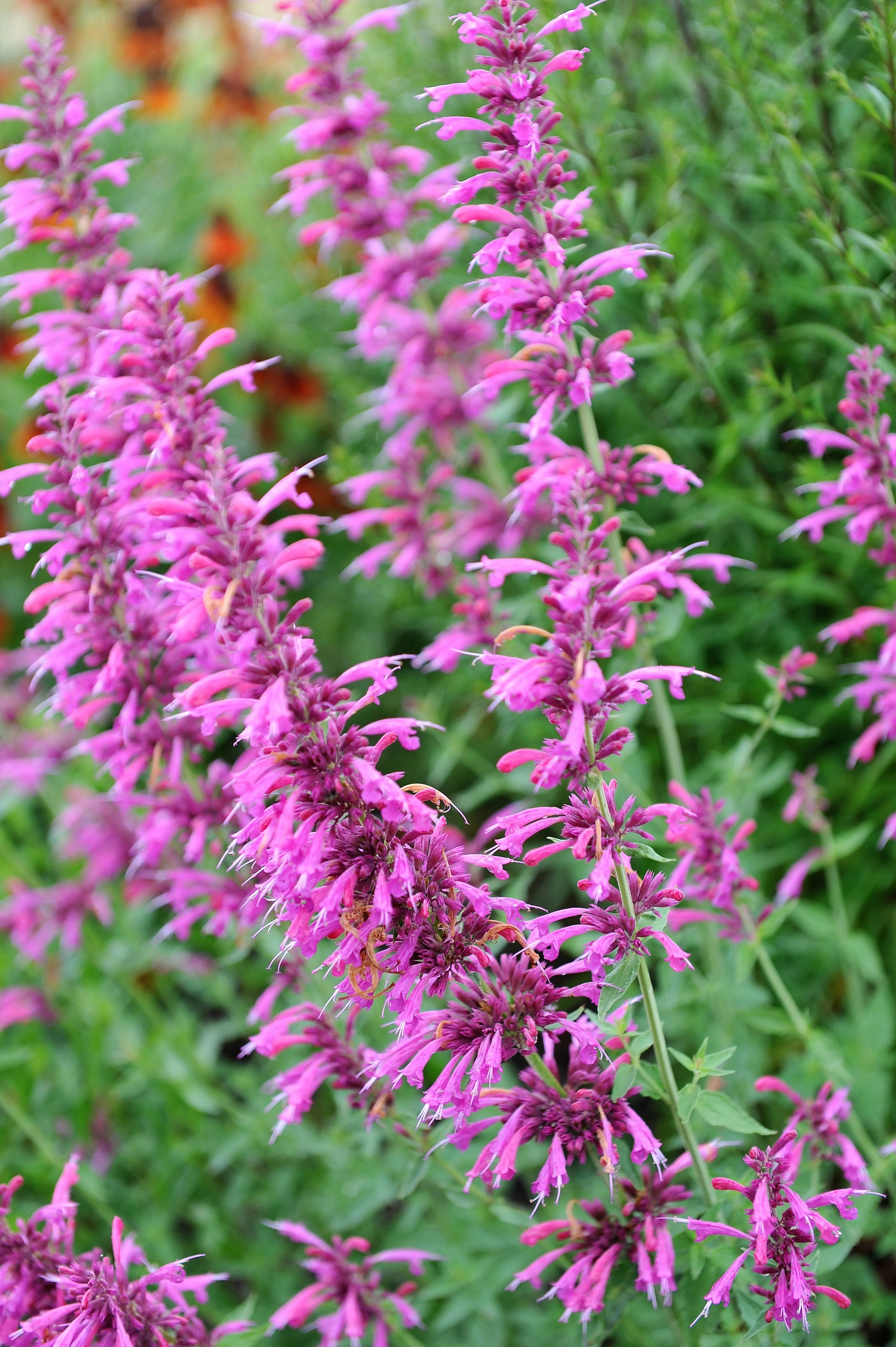 30 MIXED COLORS AGASTACHE Aurantiaca Cana Hummingbird Mint Hyssop Flower Seeds - Image 3