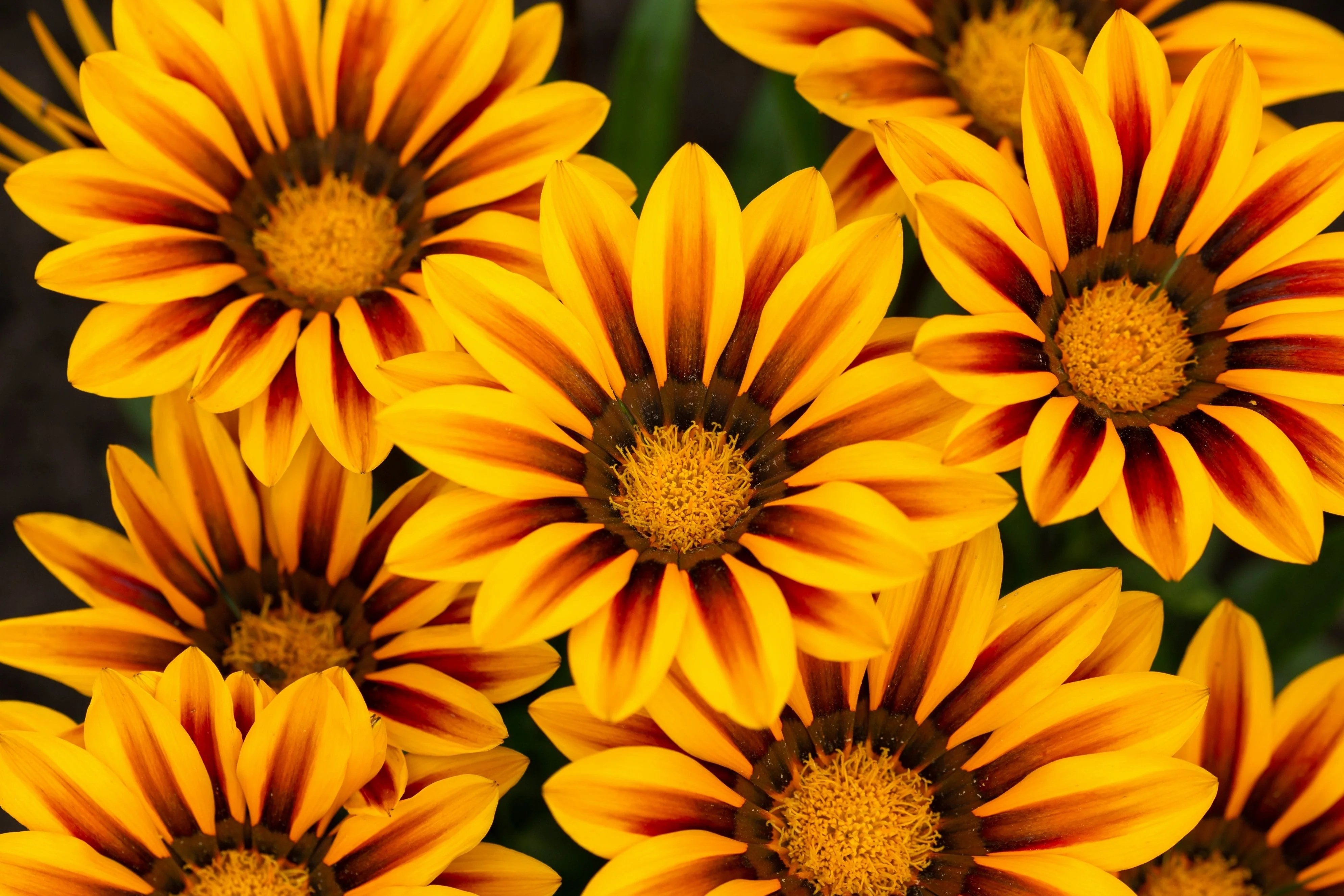 30 Mixed Colors GAZANIA Rigens Treasure Flower Seeds - Image 11