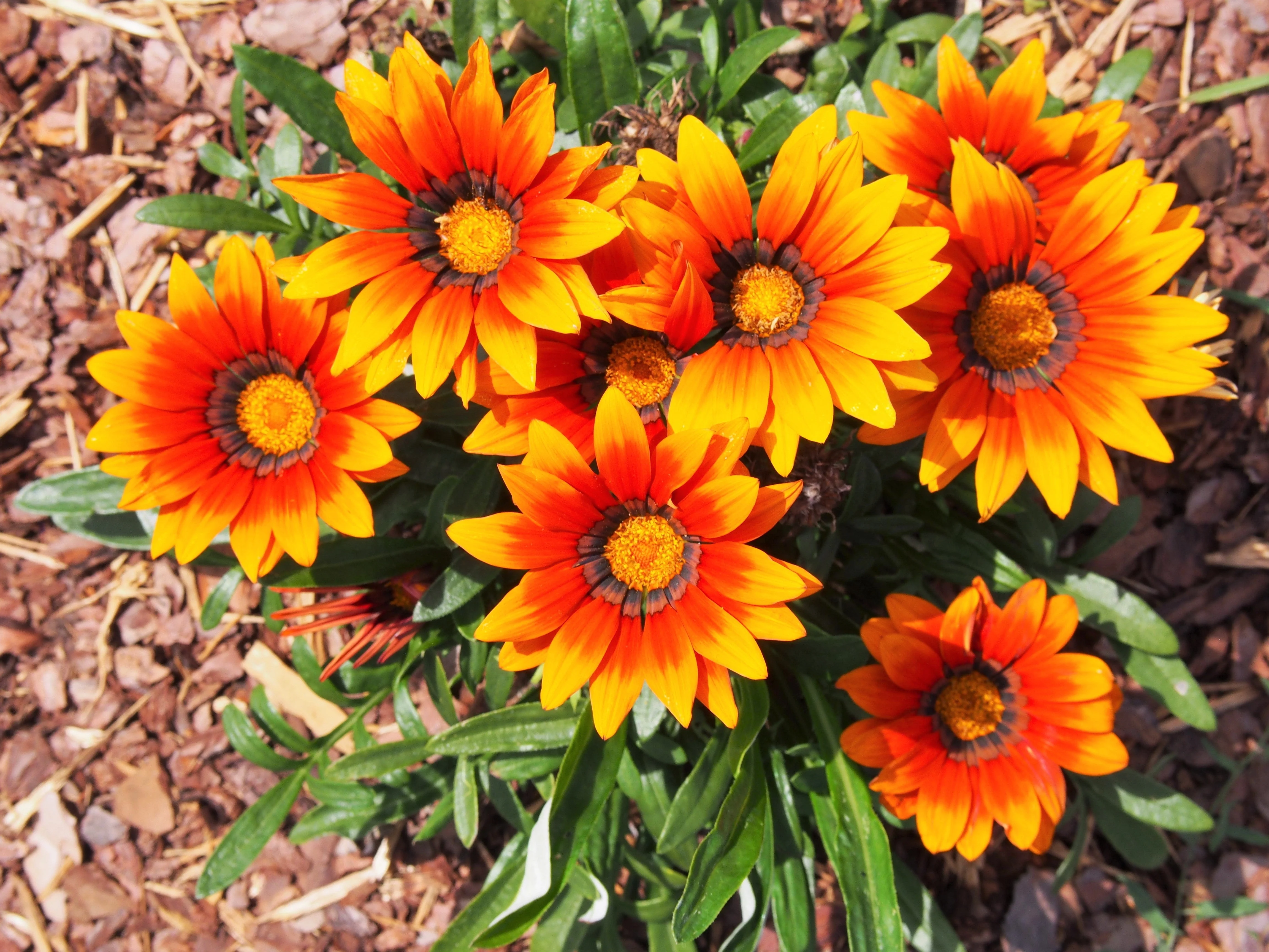 30 Mixed Colors GAZANIA Rigens Treasure Flower Seeds - Image 14
