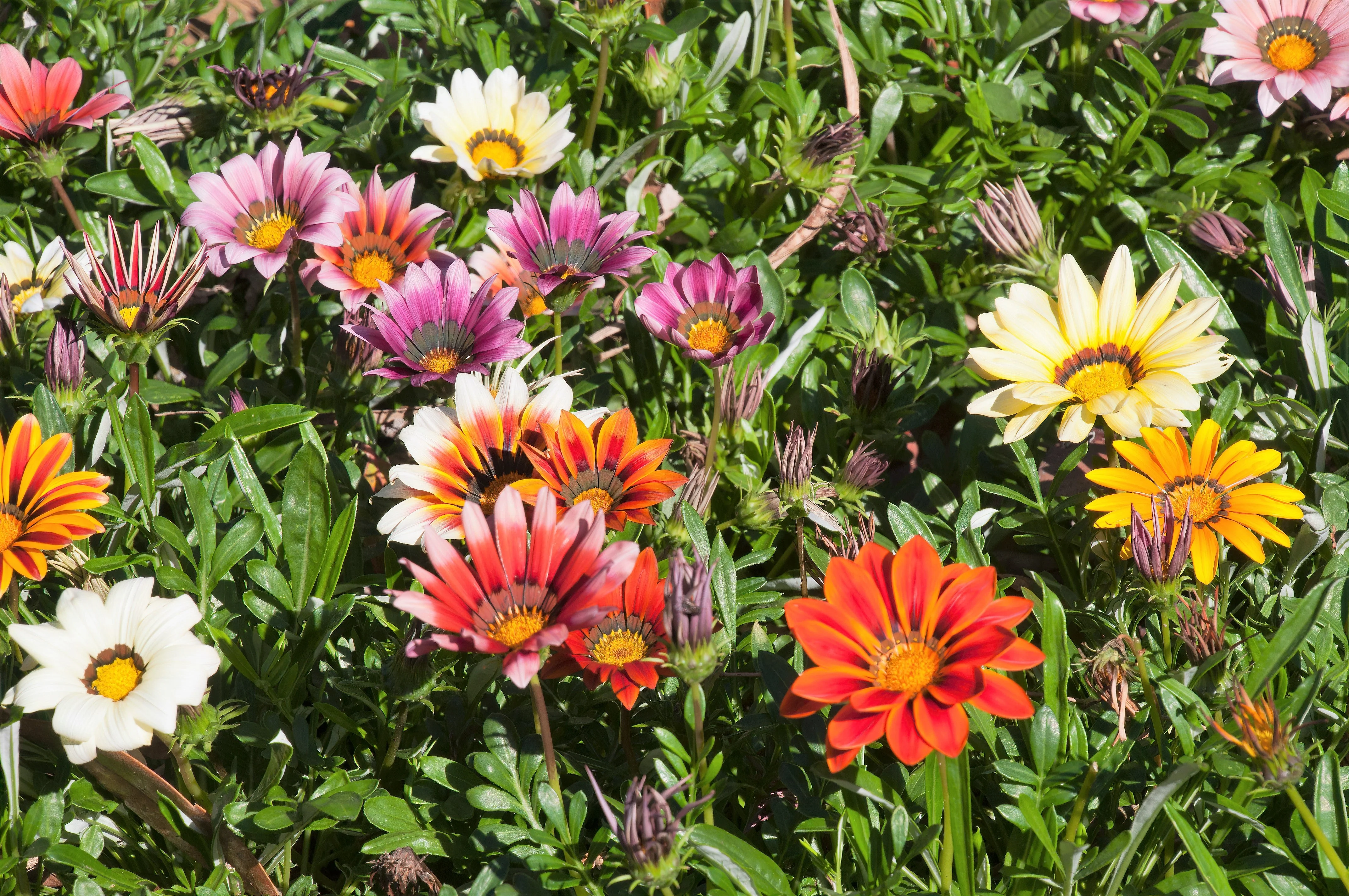 30 Mixed Colors GAZANIA Rigens Treasure Flower Seeds - Image 6