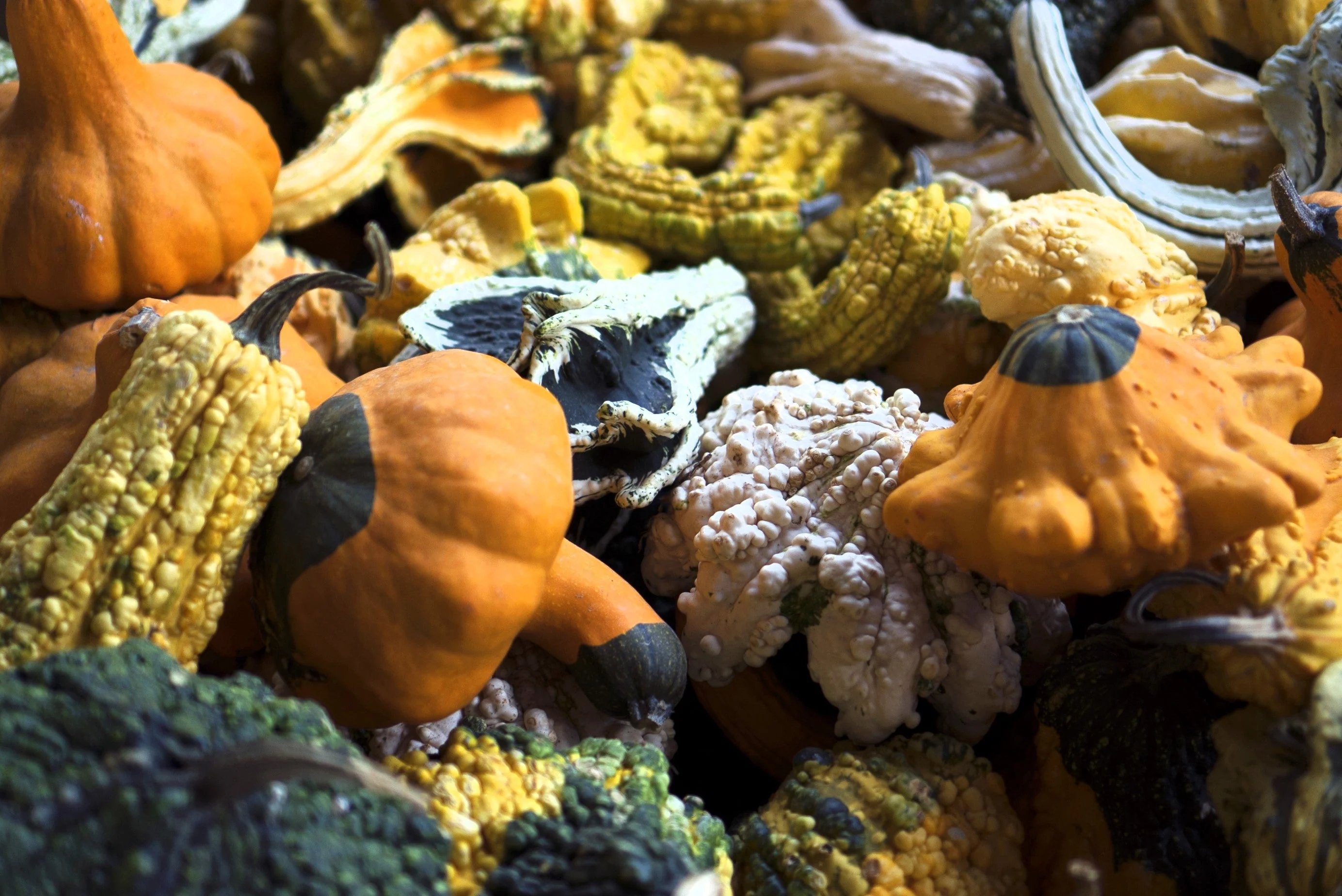 30 MIXED GOURD Lagenaria Siceraria Seeds - Image 10