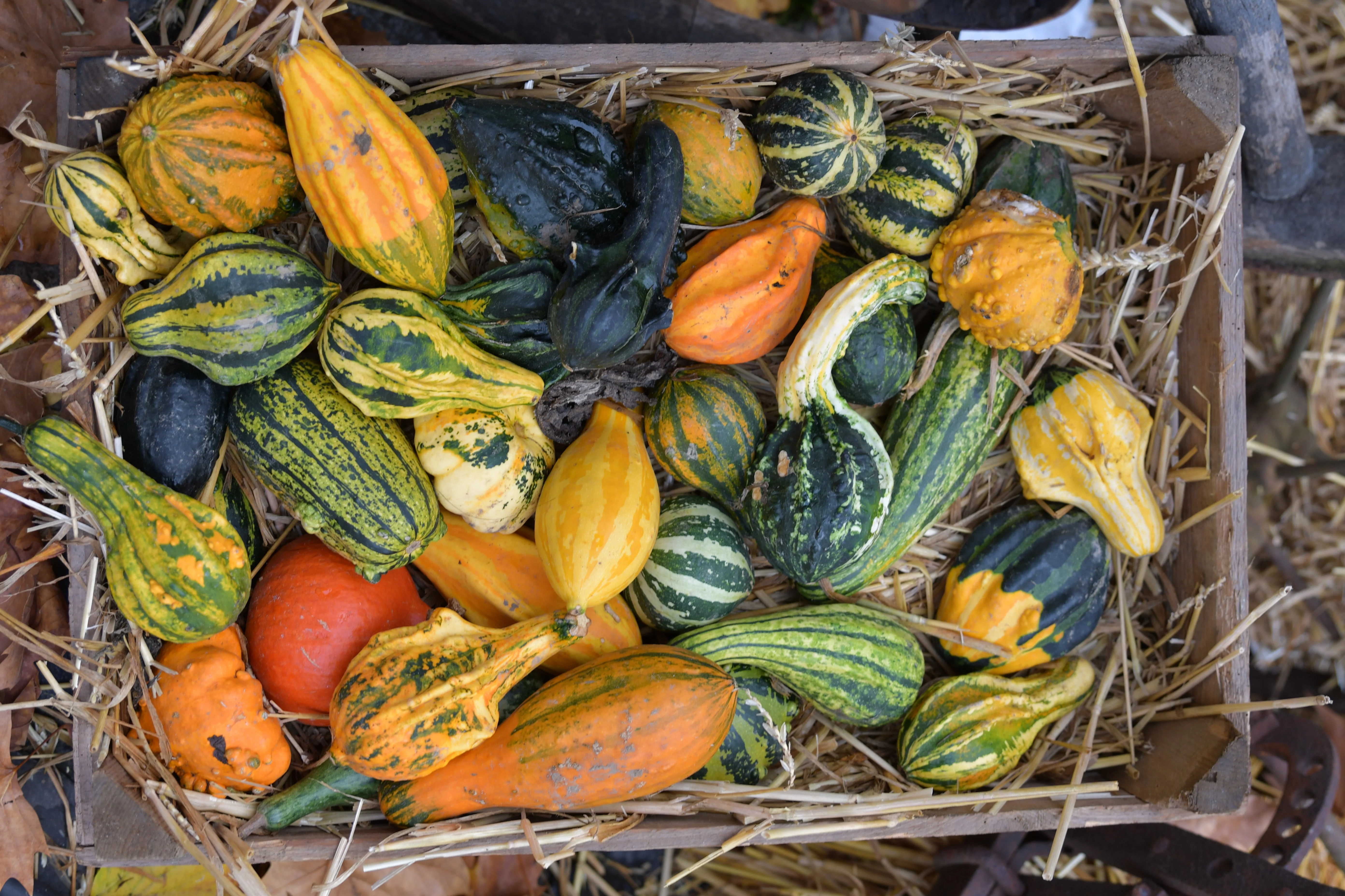 30 MIXED GOURD Lagenaria Siceraria Seeds - Image 7