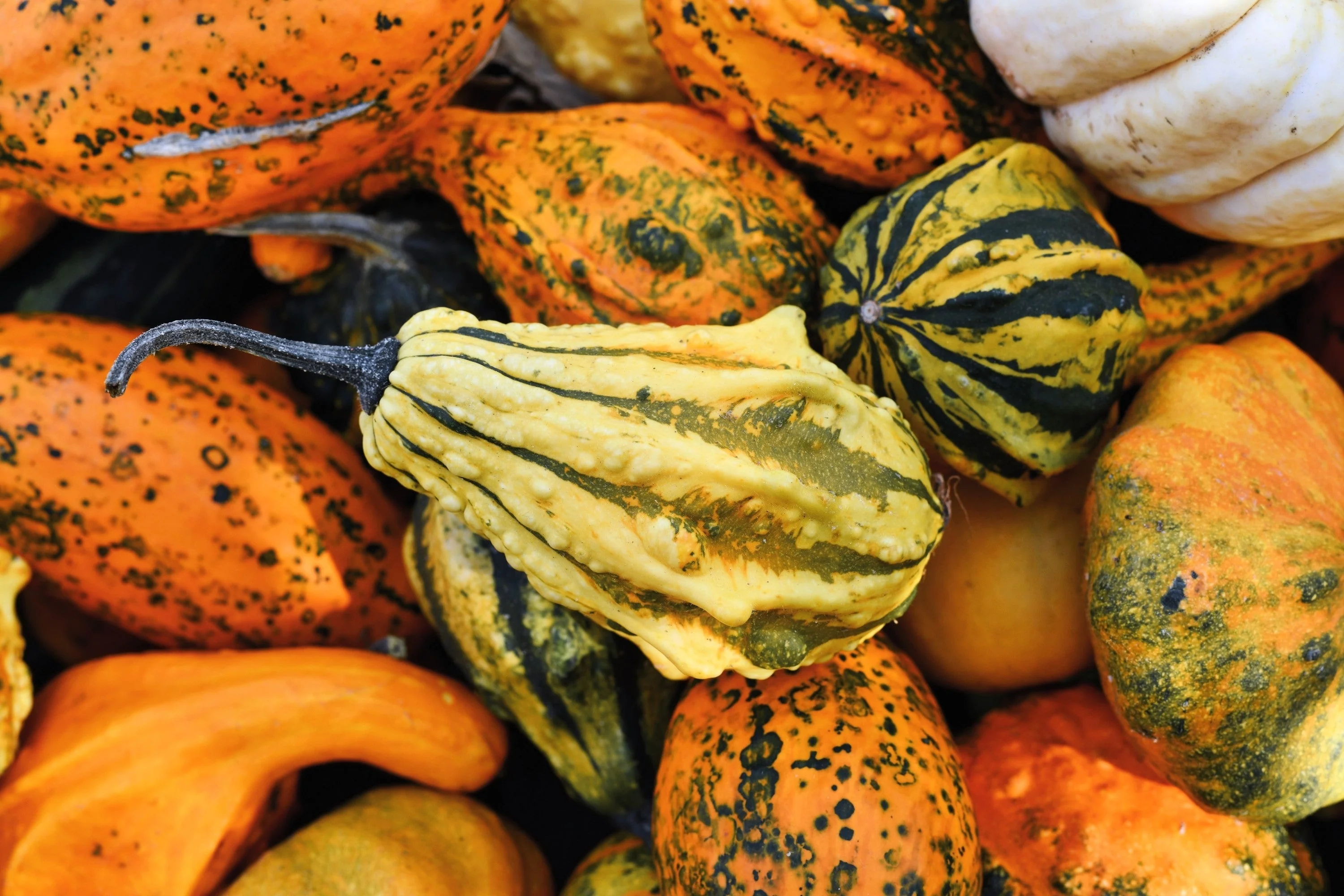 30 MIXED GOURD Lagenaria Siceraria Seeds - Image 8
