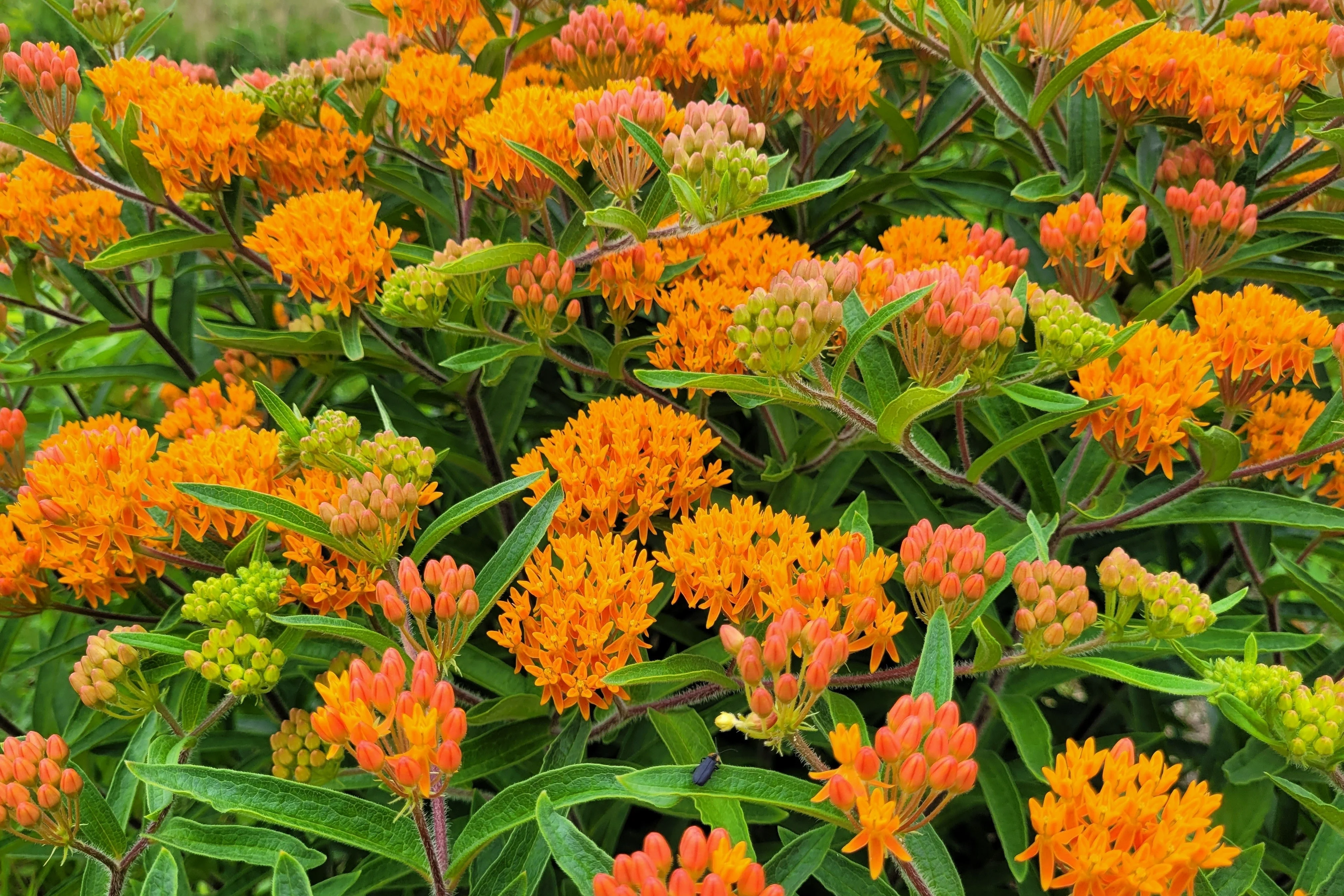 30 ORANGE BUTTERFLY MILKWEED Asclepias Tuberosa Flower Seeds - Image 3