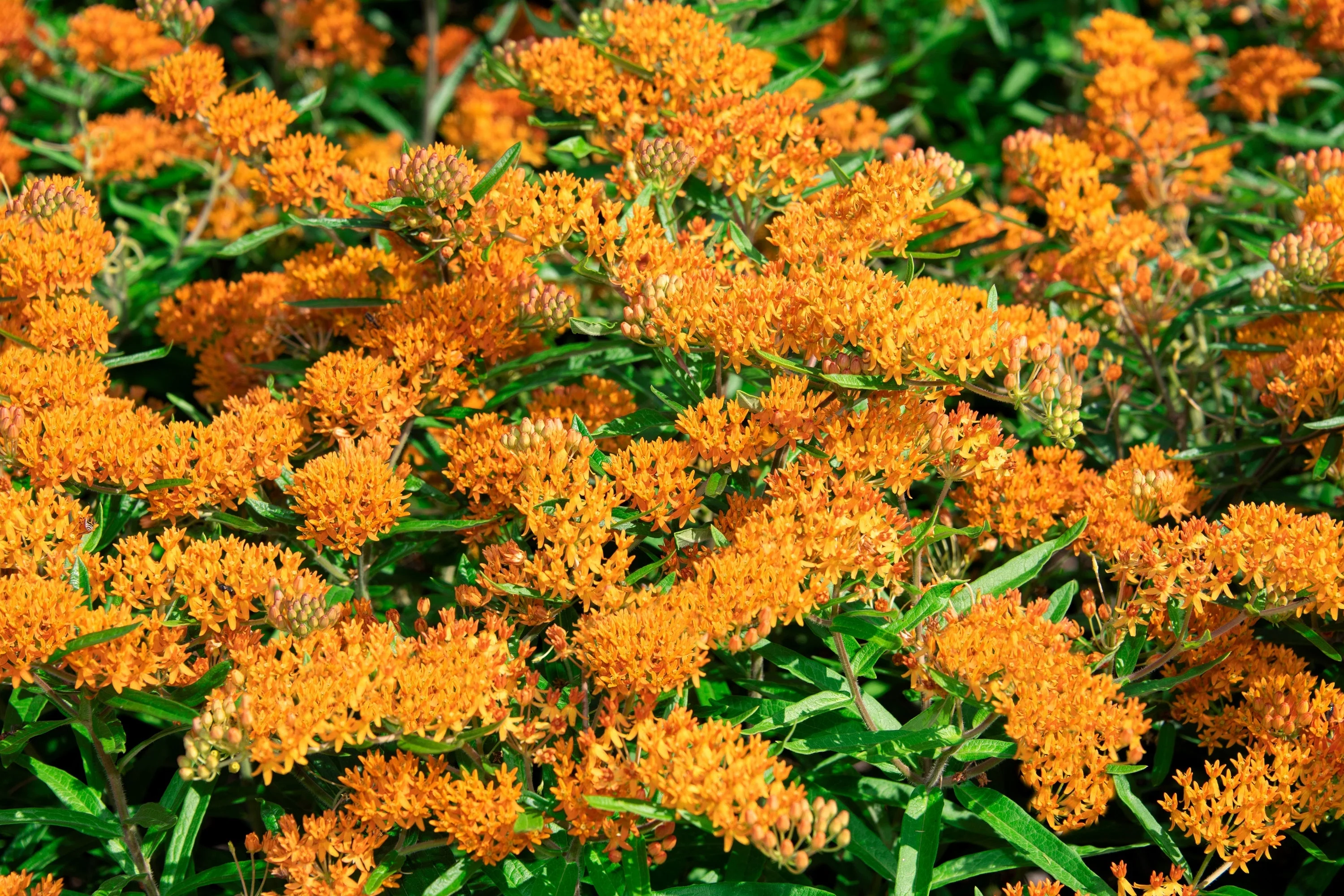30 ORANGE BUTTERFLY MILKWEED Asclepias Tuberosa Flower Seeds - Image 9
