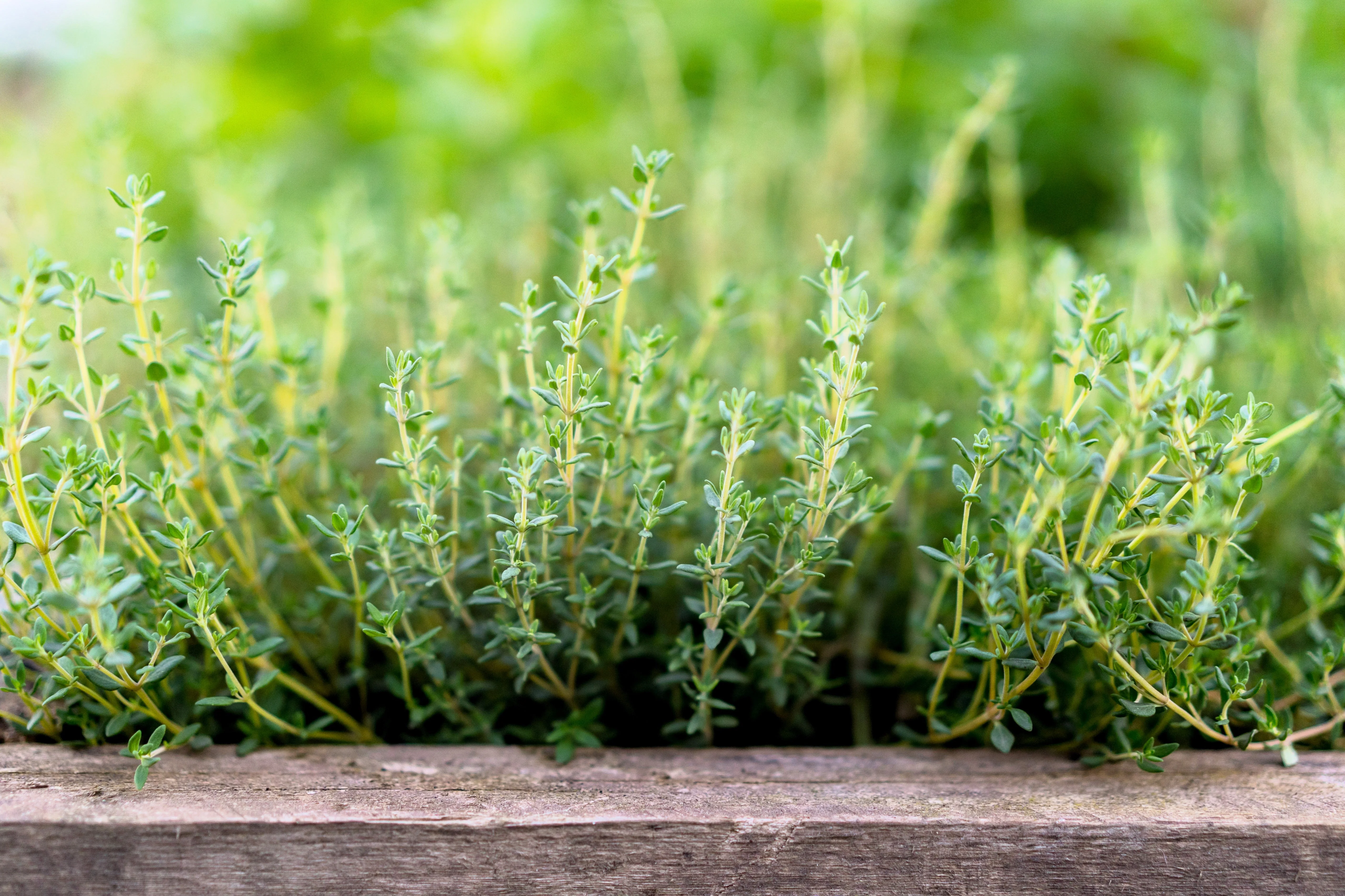 30 ORANGE THYME Orangelo Thymus Vulgaris Fragrantissimus Culinary Herb Seeds - Image 8