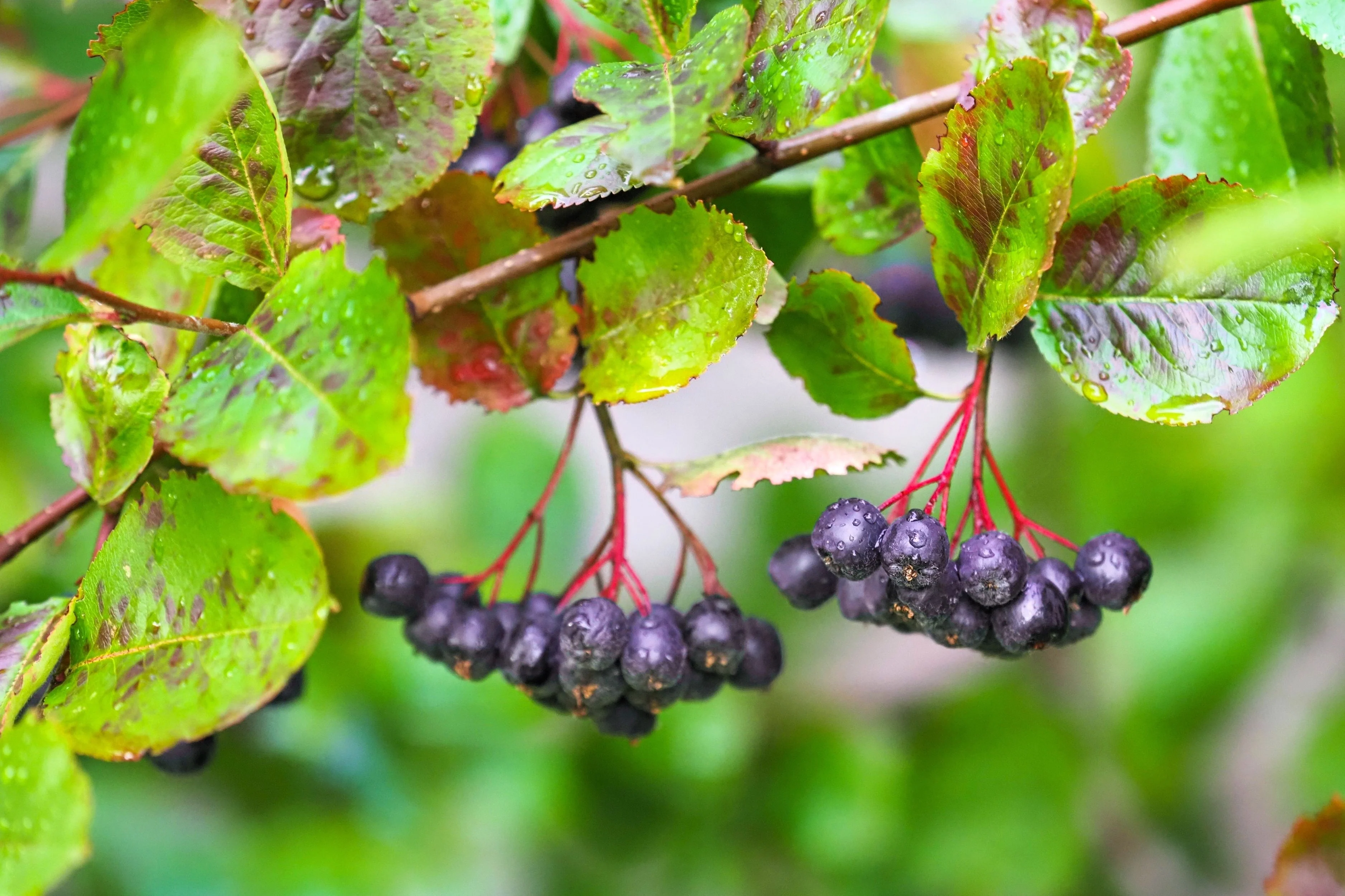 30 PURPLE CHOKEBERRY Aronia Prunifolia White Flower Fruit Shrub Seeds - Image 3