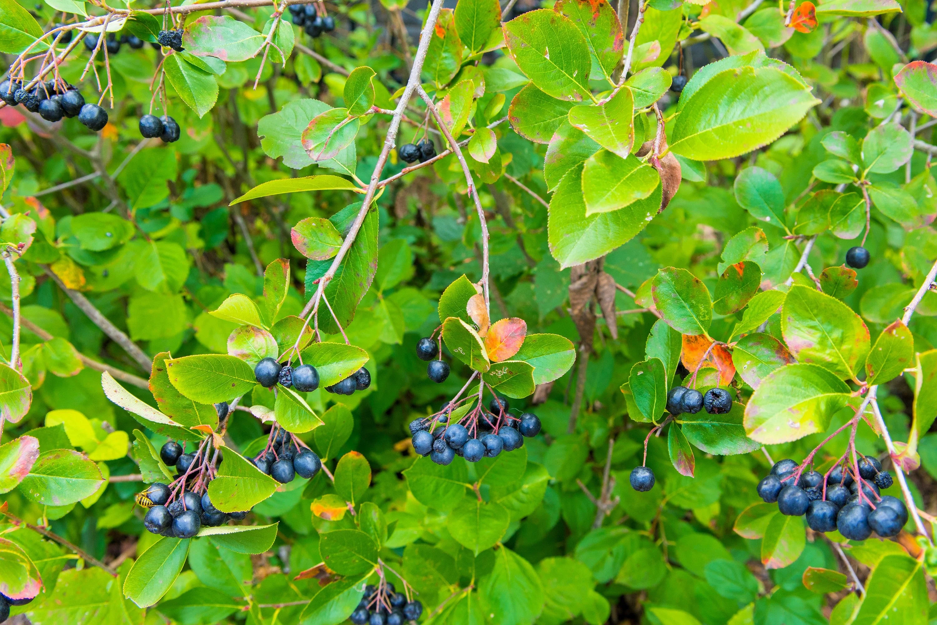 30 PURPLE CHOKEBERRY Aronia Prunifolia White Flower Fruit Shrub Seeds - Image 8