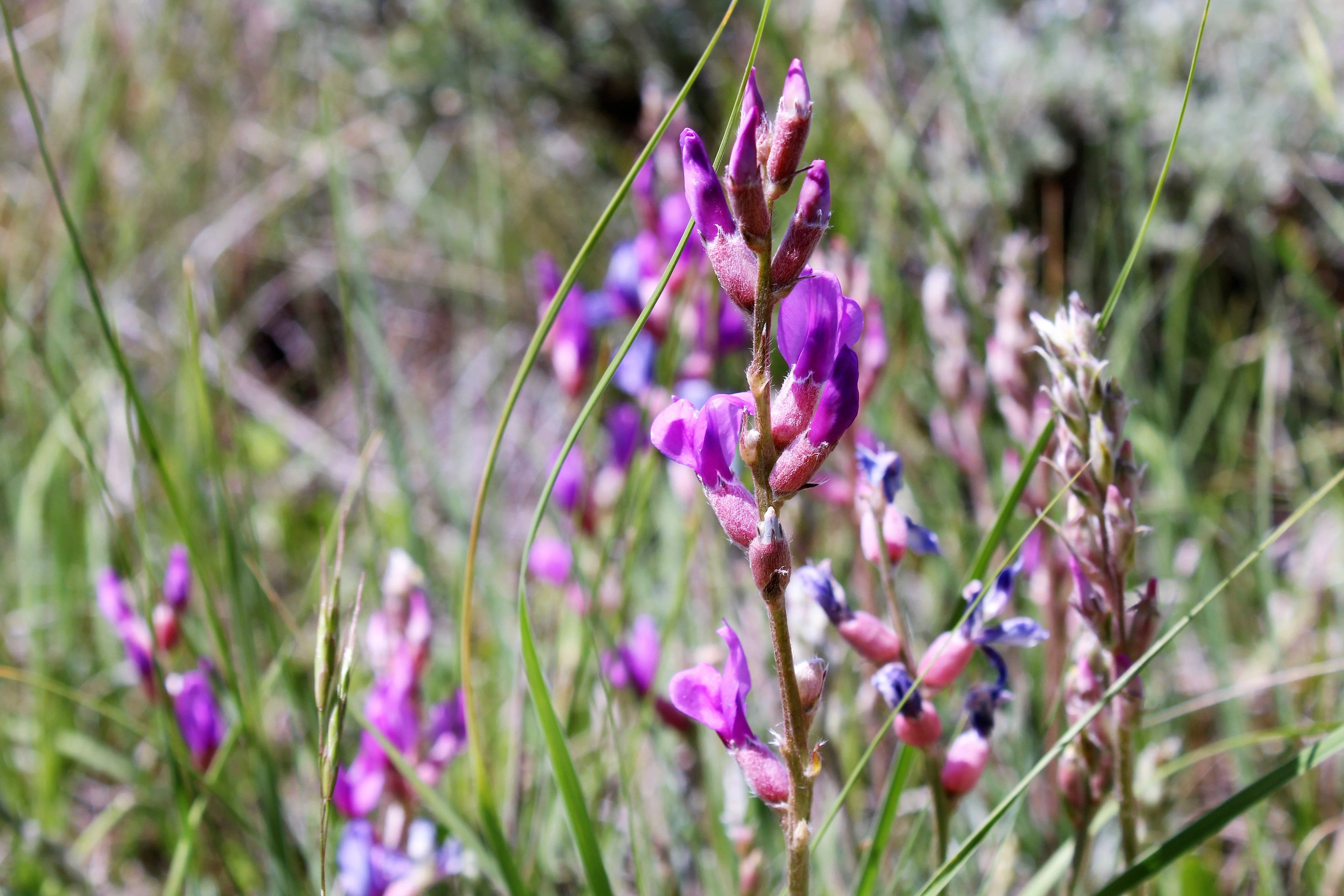 30 Purple LOCOWEED CRAZYWEED Oxytropis Lambertii Native Flower Seeds - Image 7